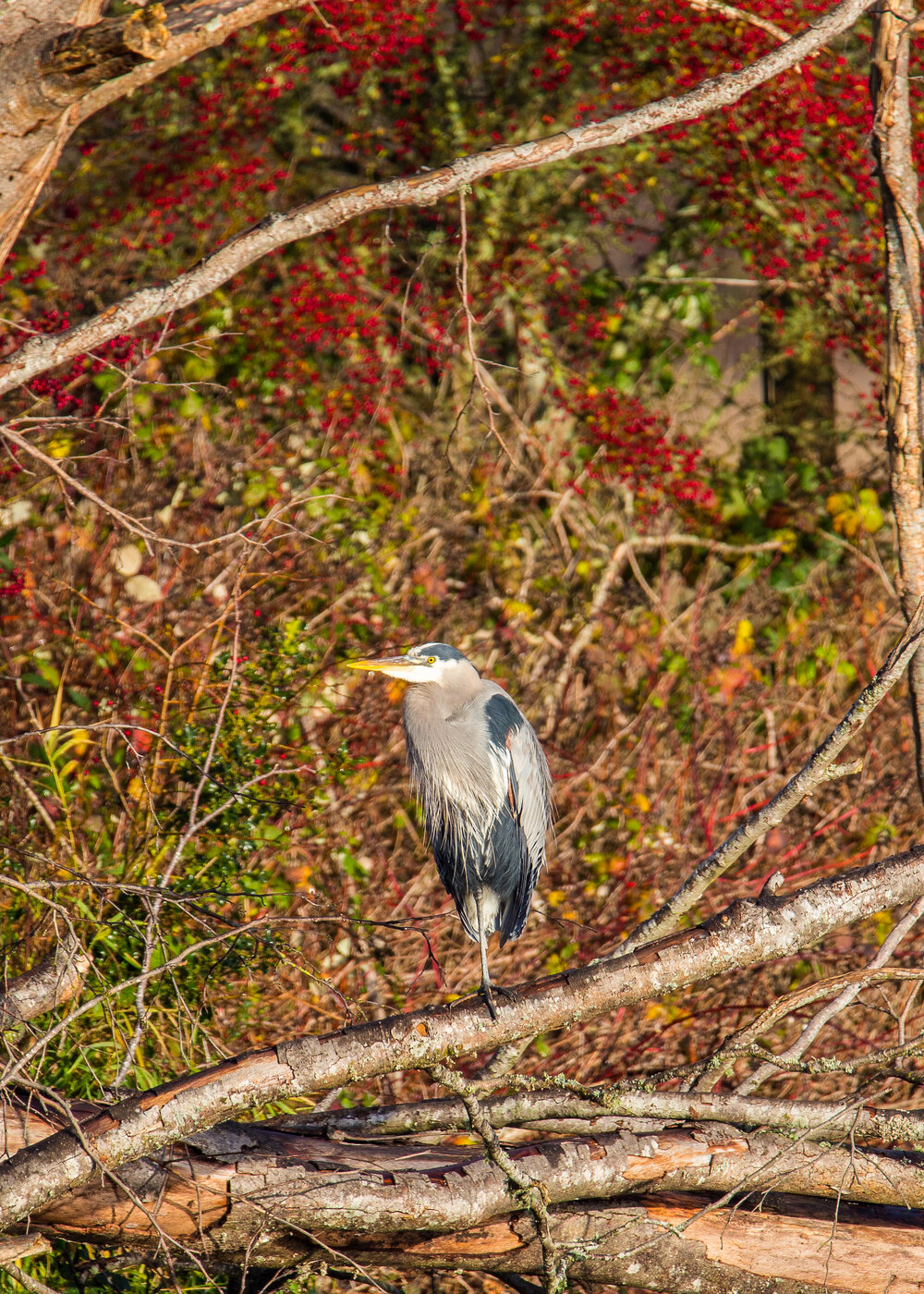 Great Blue Heron