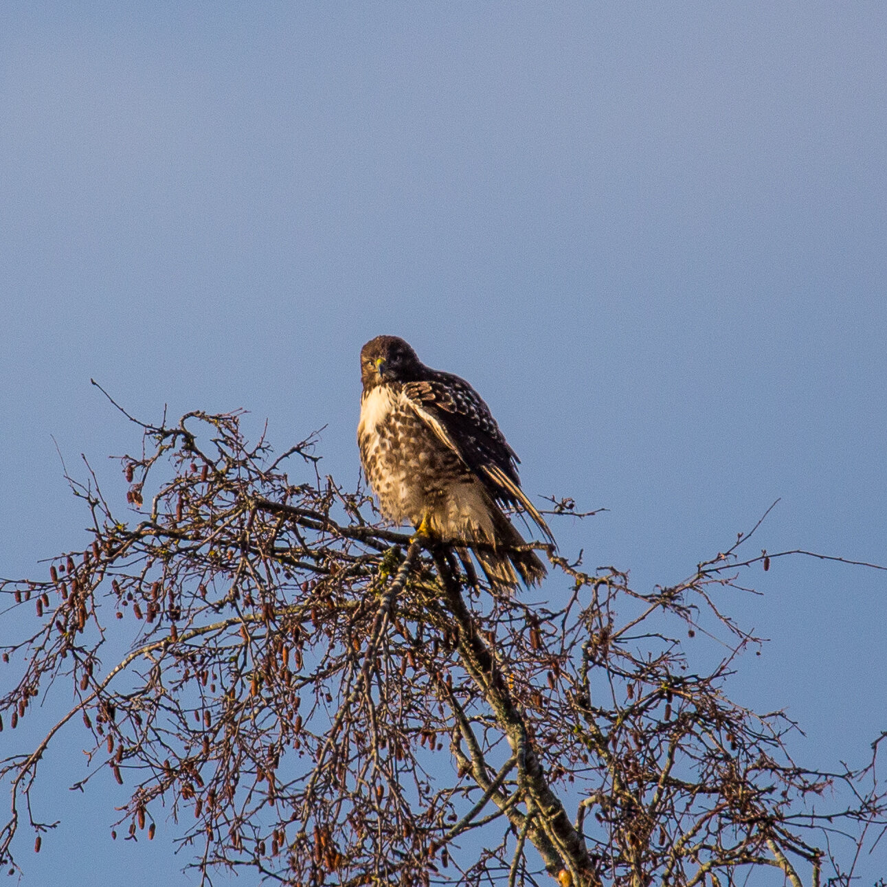  I’m not sure if this is a juvenile Cooper’s Hawk or a Red-tailed hawk. From different angles, I get different opinions. 