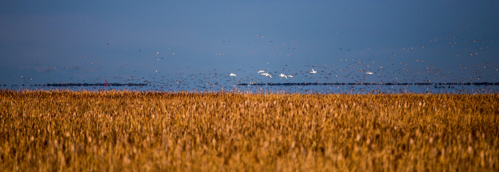  A mix of trumpeter swans (I’m assuming) and a huge flock of other birds, out at the edge of the ocean and marsh. 