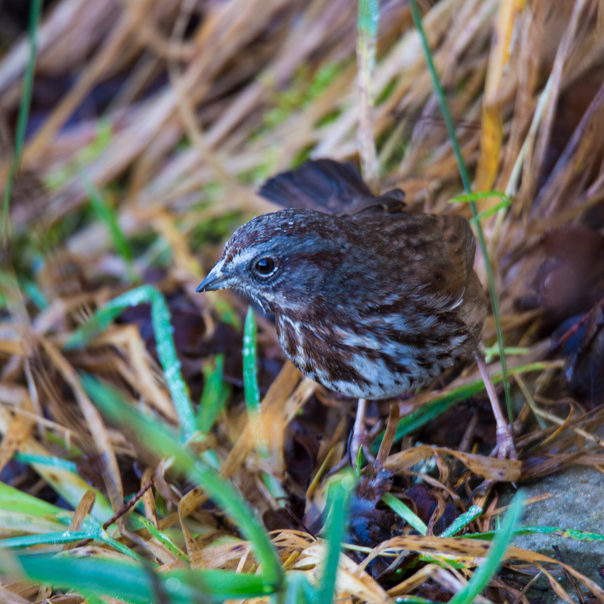  I have a hard time with sparrows - I think this is just a Song Sparrow. 