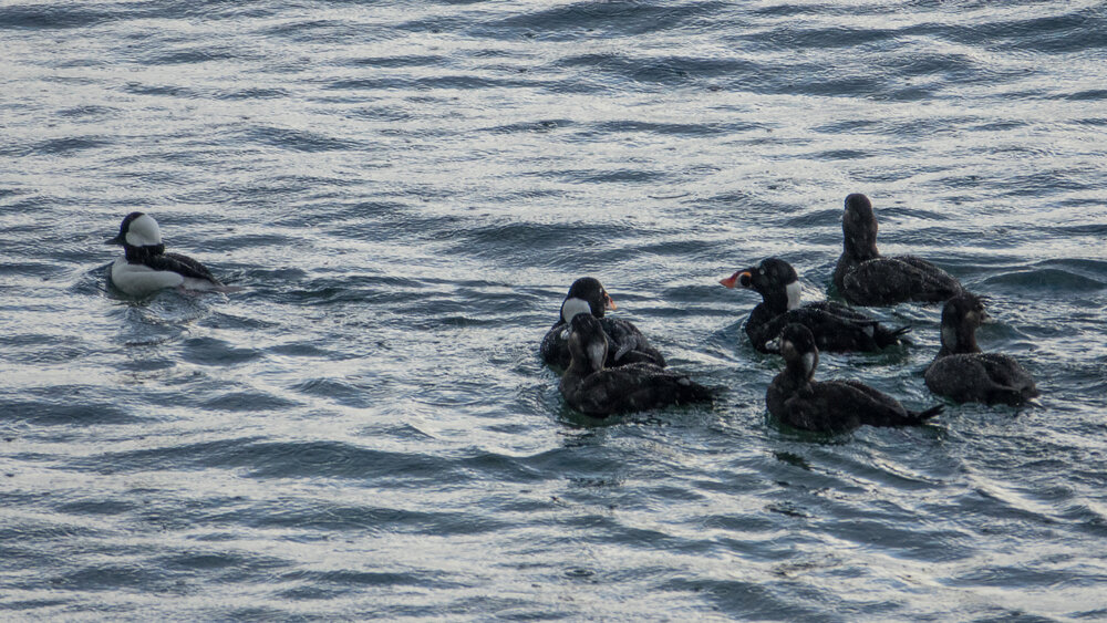 Surf scoters (with the funky orange bills) are only here in the winter, and are always really cool to see. 