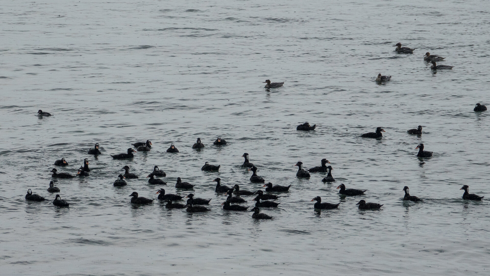  This is the biggest flock of surf scoters we’ve seen. 