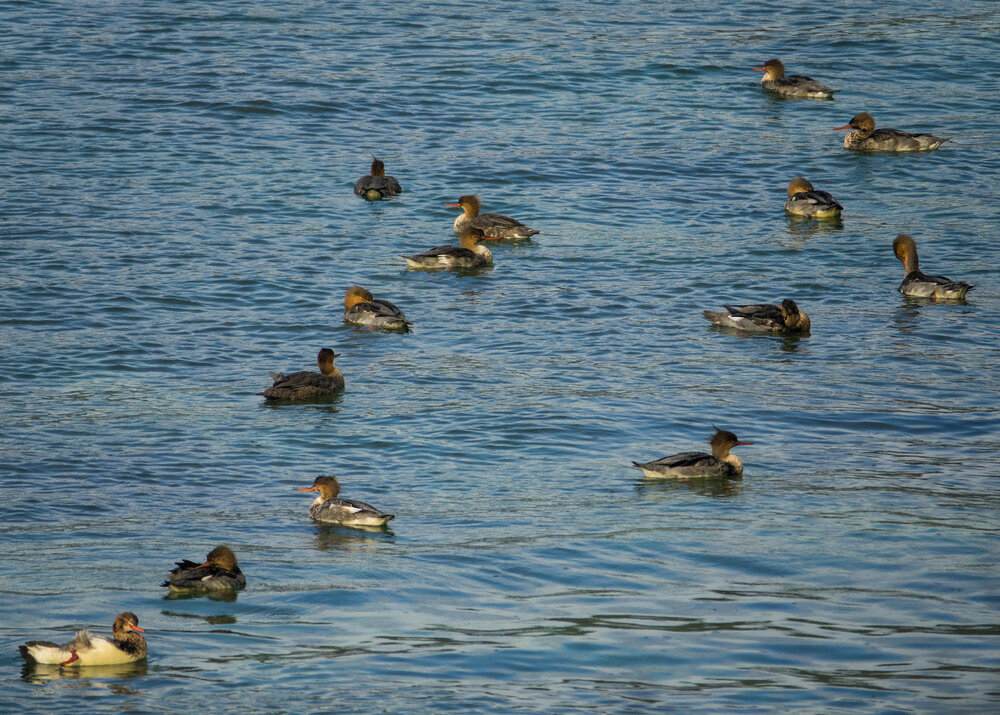  There was also a flock of mergansers in roughly the same area. 