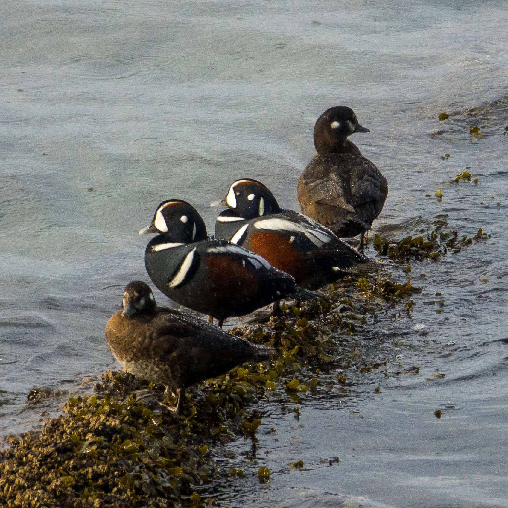 2020 11 Remebrance Day - 19.jpeg