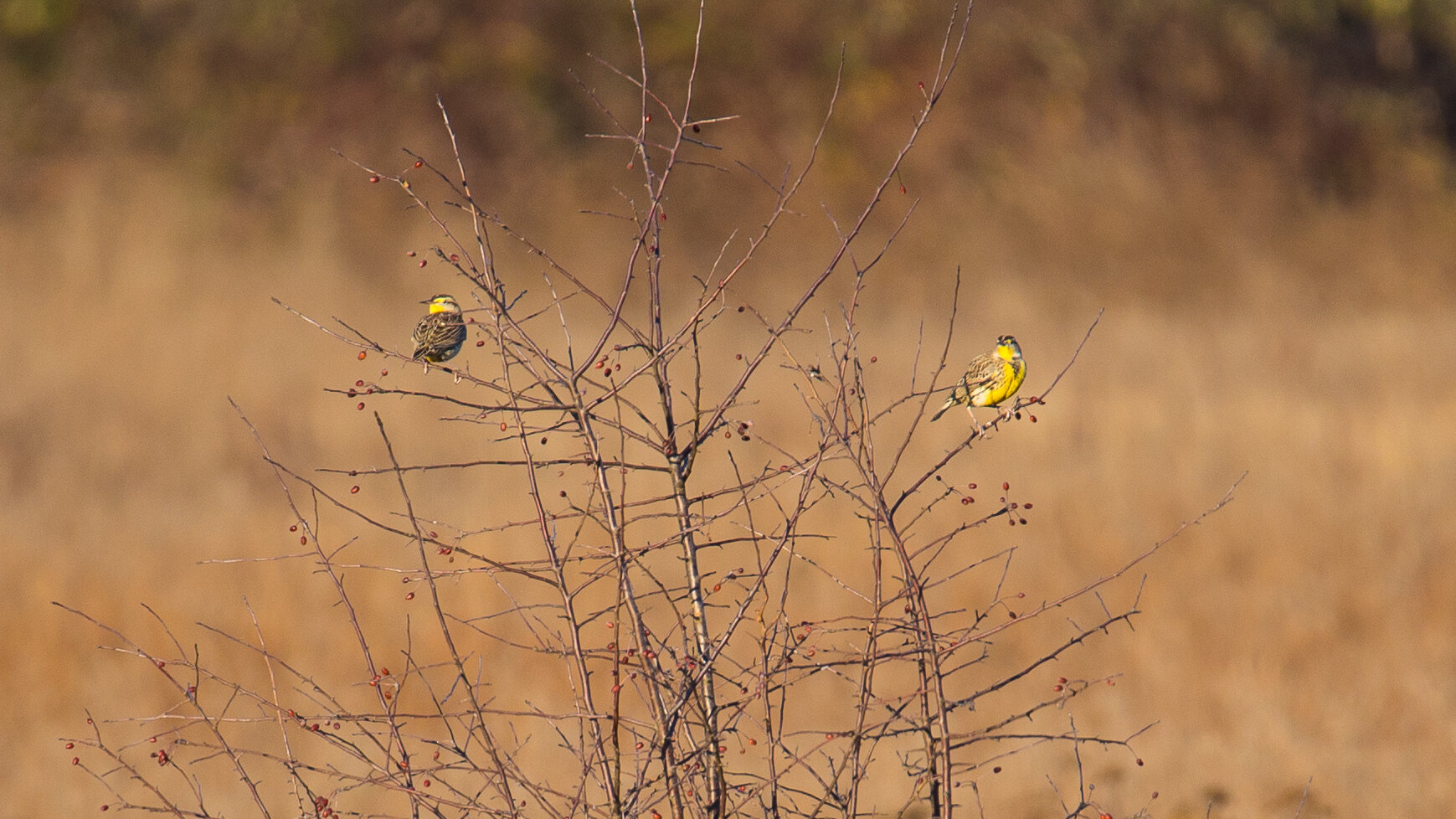  Western Meadowlarks - a first for us! 
