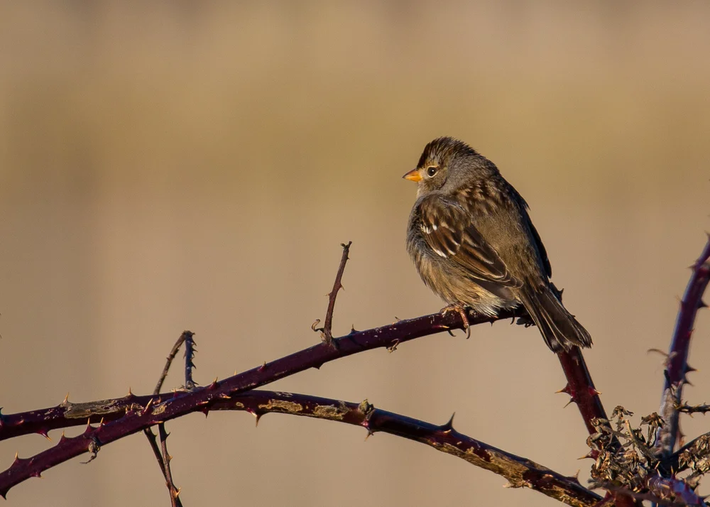  White-crowned sparrow 