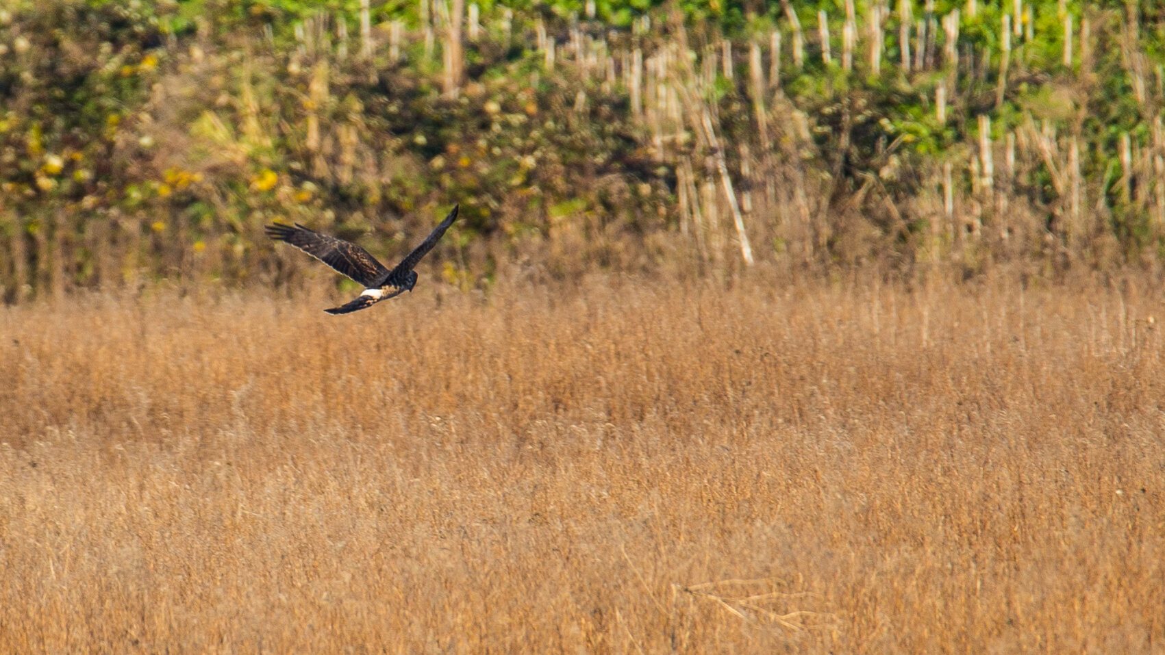  You can always count on Northern Harriers at Boundary Bay, hunting out on the marsh. 