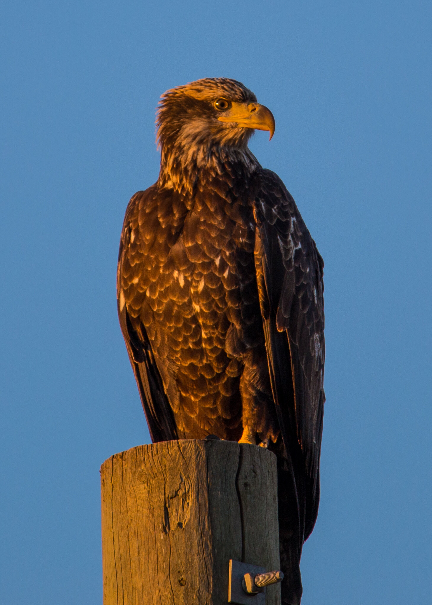  And of course, lots of bald eagles around, including this juvenile. 