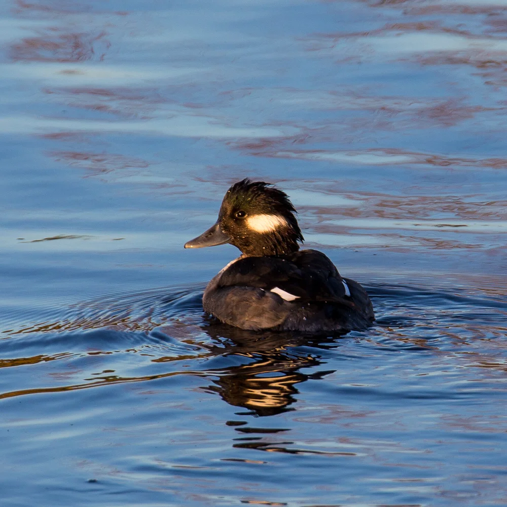  Female Bufflehead 