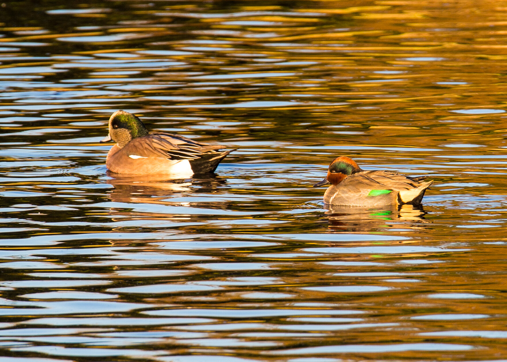  American Widgeon and Green-winged Teal 