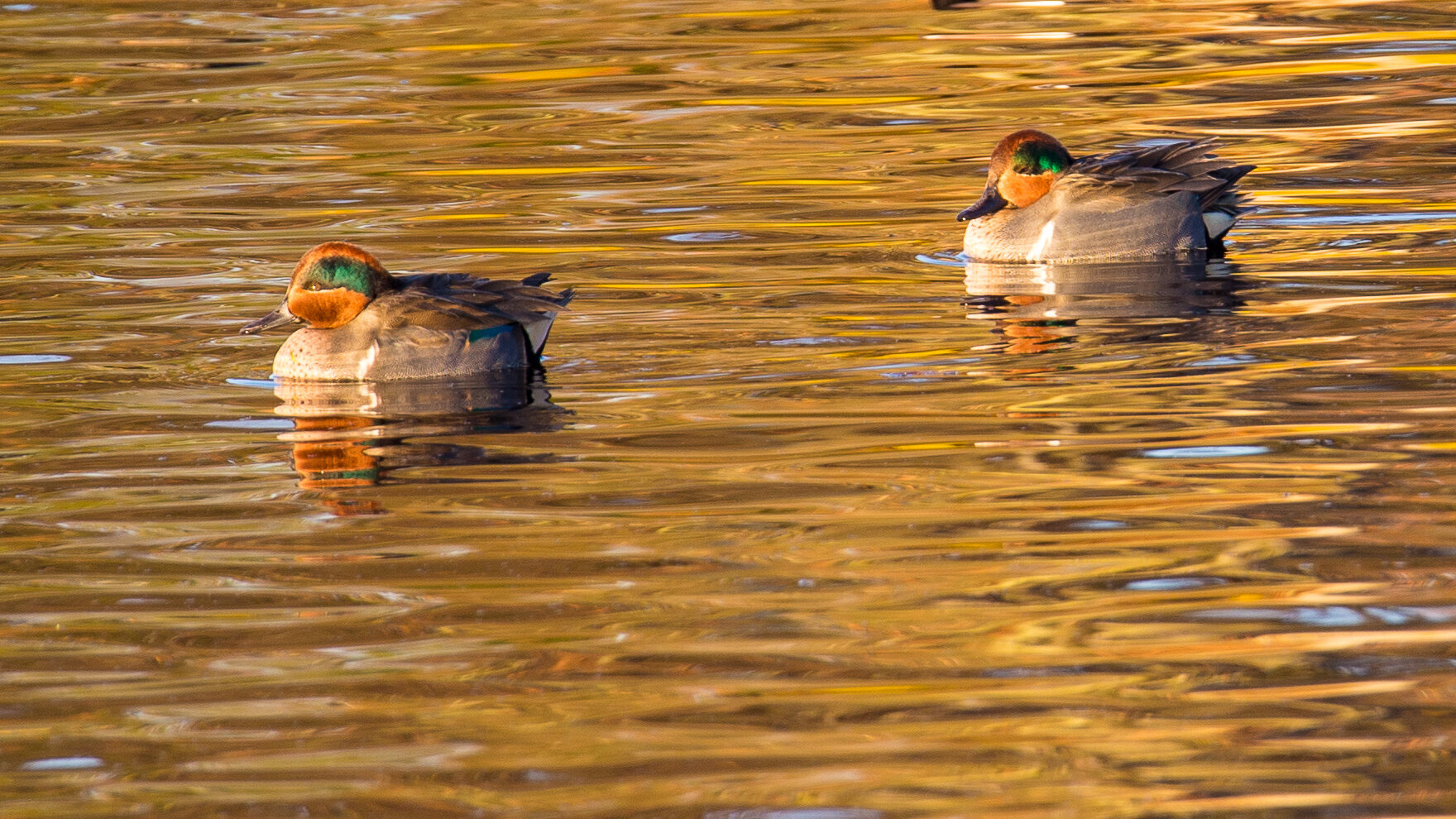  A pair of Green-winged Teals 