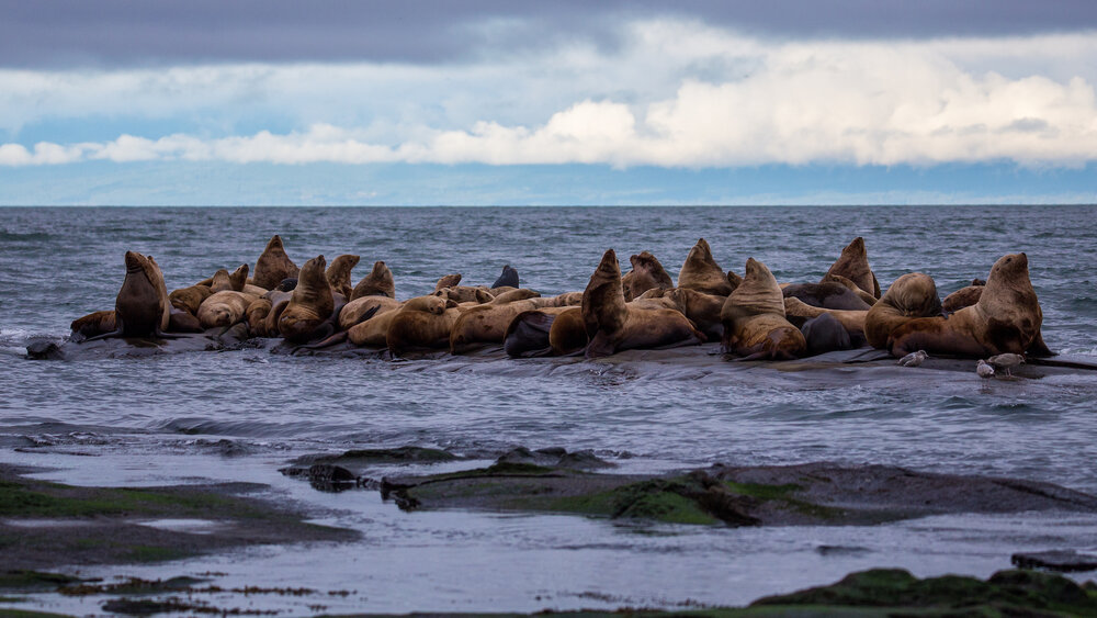  The main group of sea lions on a rock outcrop, just off the island. 