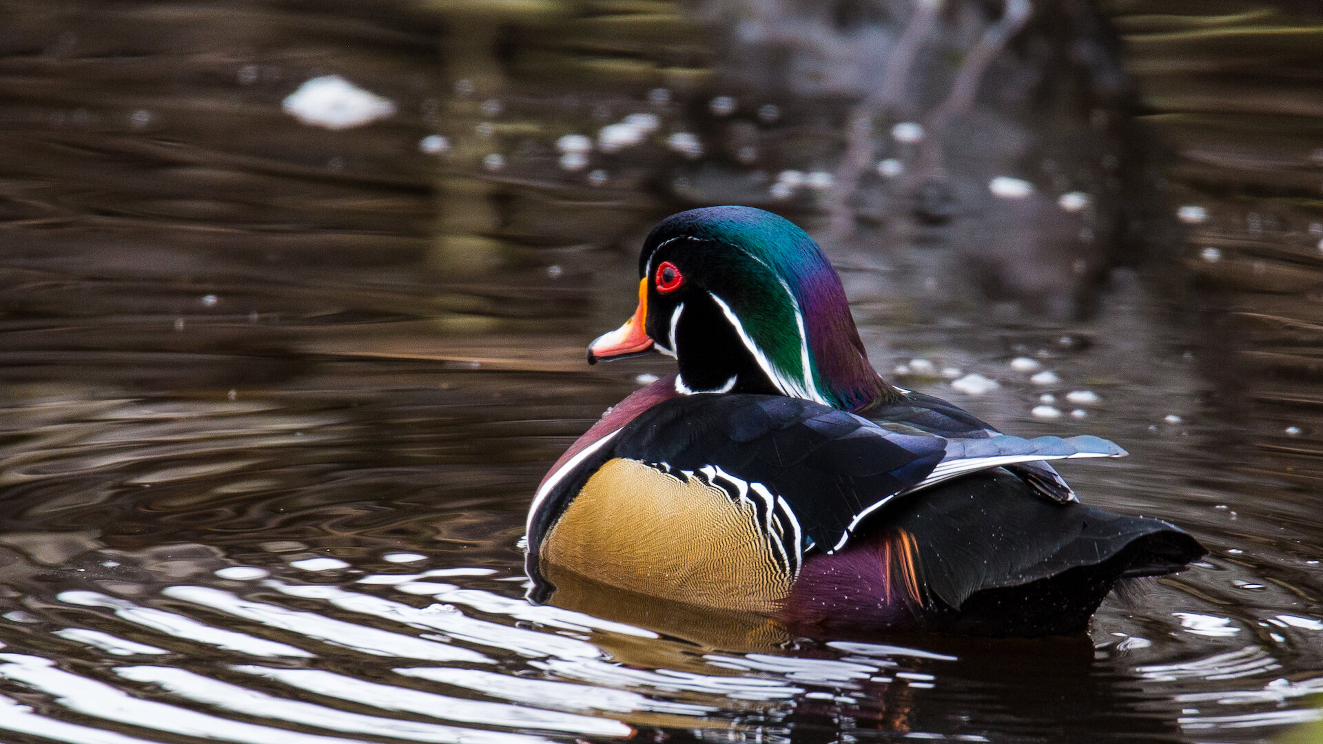  As we started our walk, there were a few wood ducks in Lost Lagoon. 
