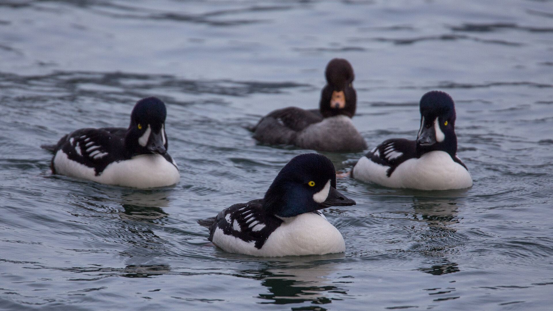  There were a lot of Barrow’s Goldeneye’s on our walk. 