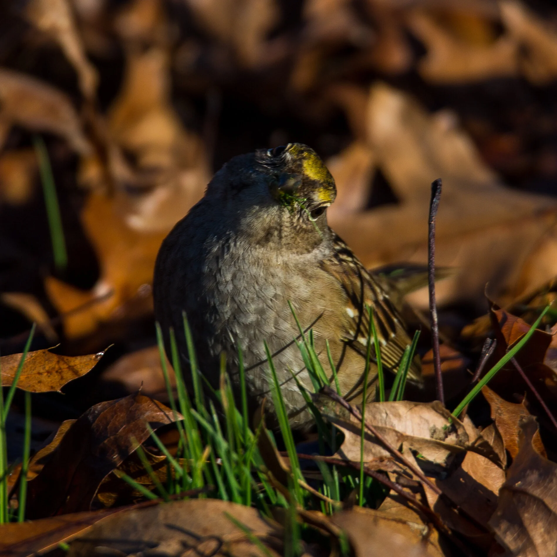  This little guy wasn’t quite sure what to make of me… 