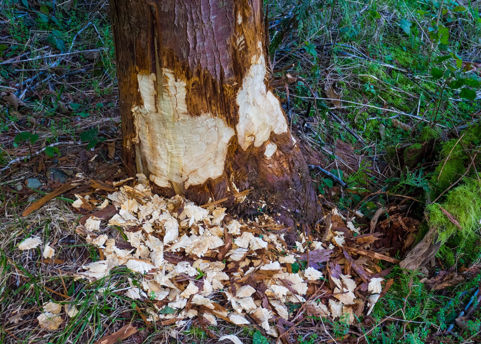  Evidence of the resident beaver(s) that are in this part of the island. Not sure what it wanted with this huge old cedar. Can’t imagine it would be very tasty. 