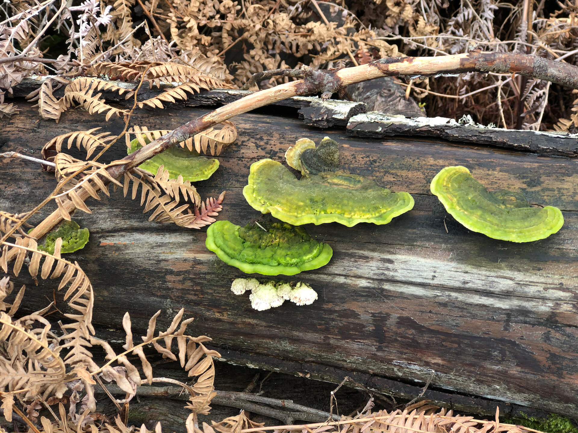  Some funky green fungi. 