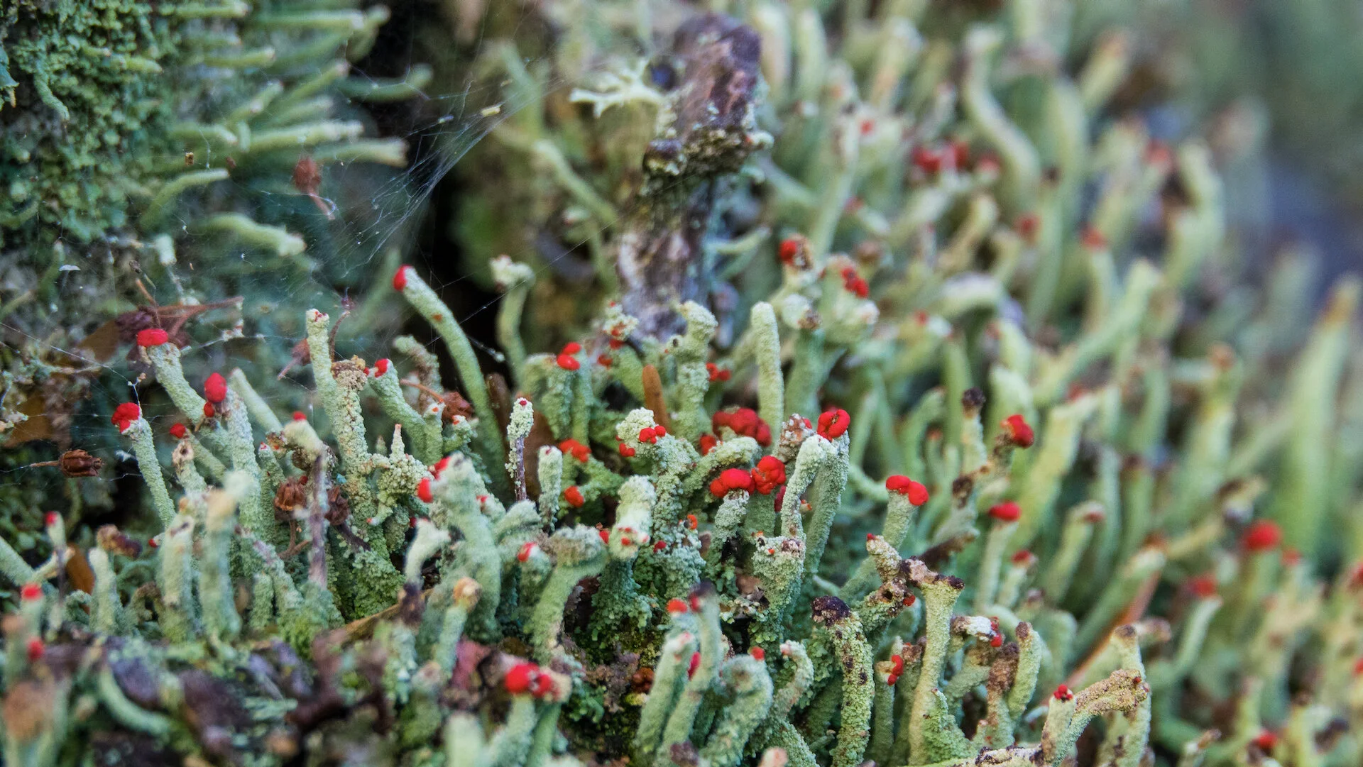  This tiny lichen on a log was in full bloom. 