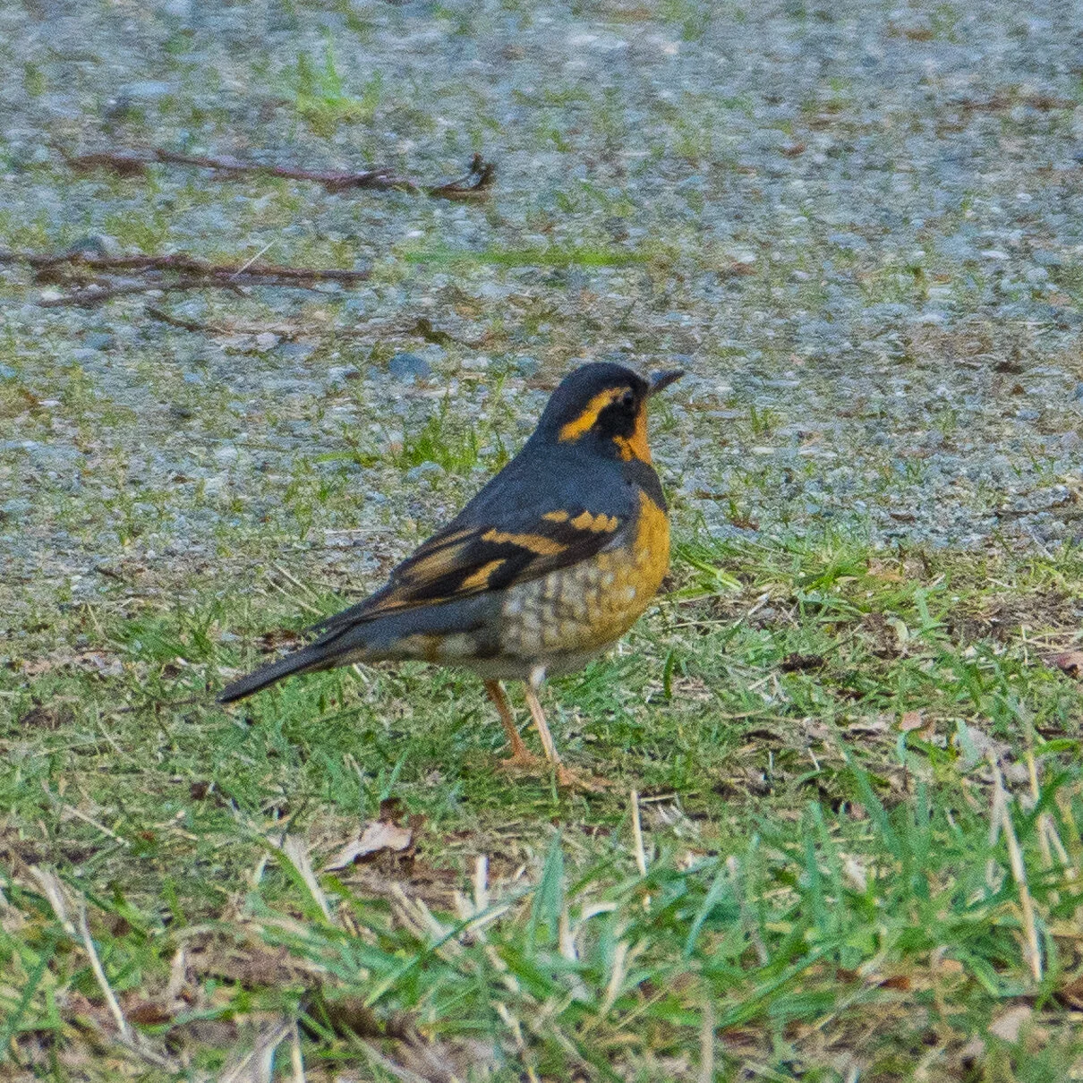  Varied Thrush.  