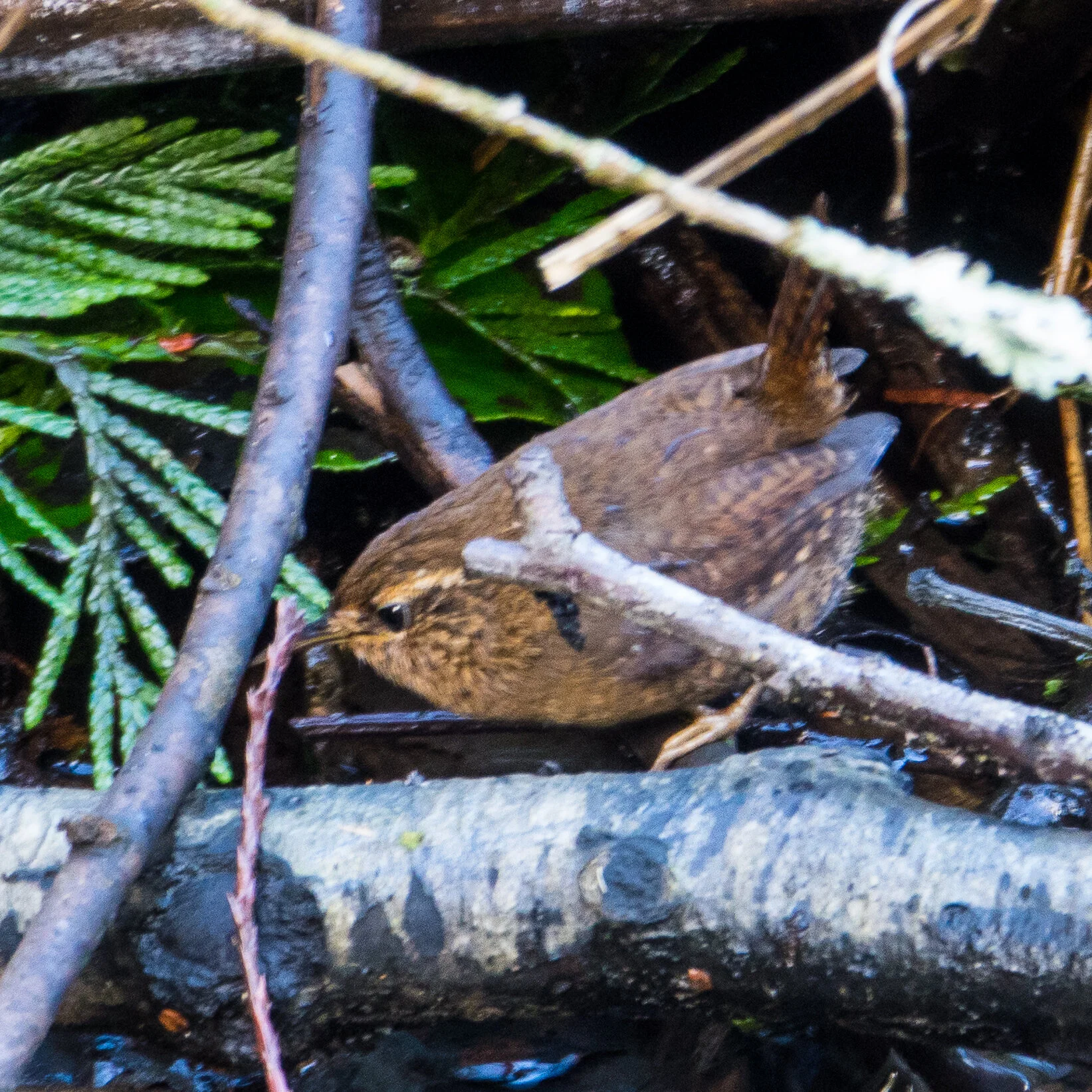  Pacific Wren 