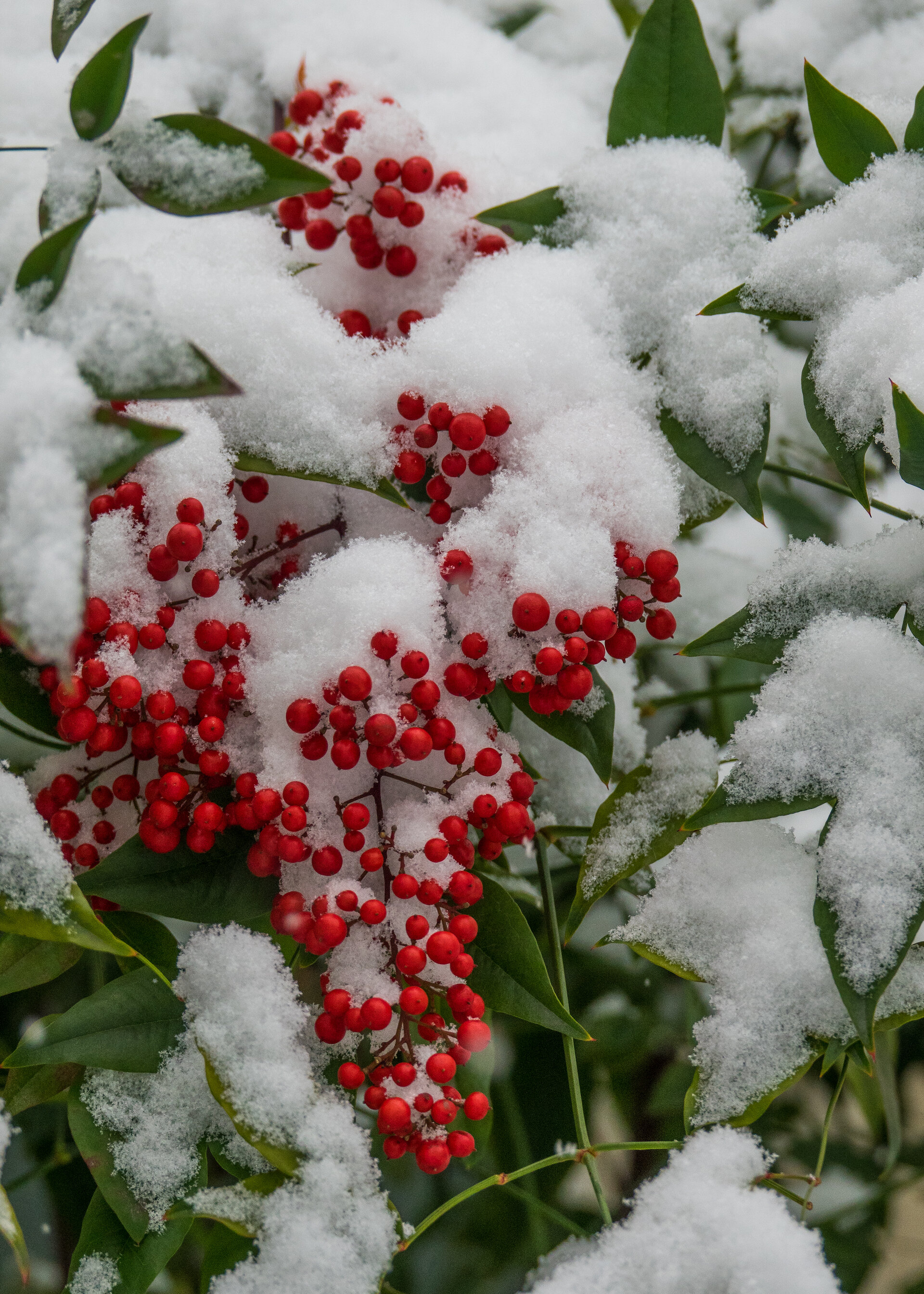  Snow on the berries always looks great 