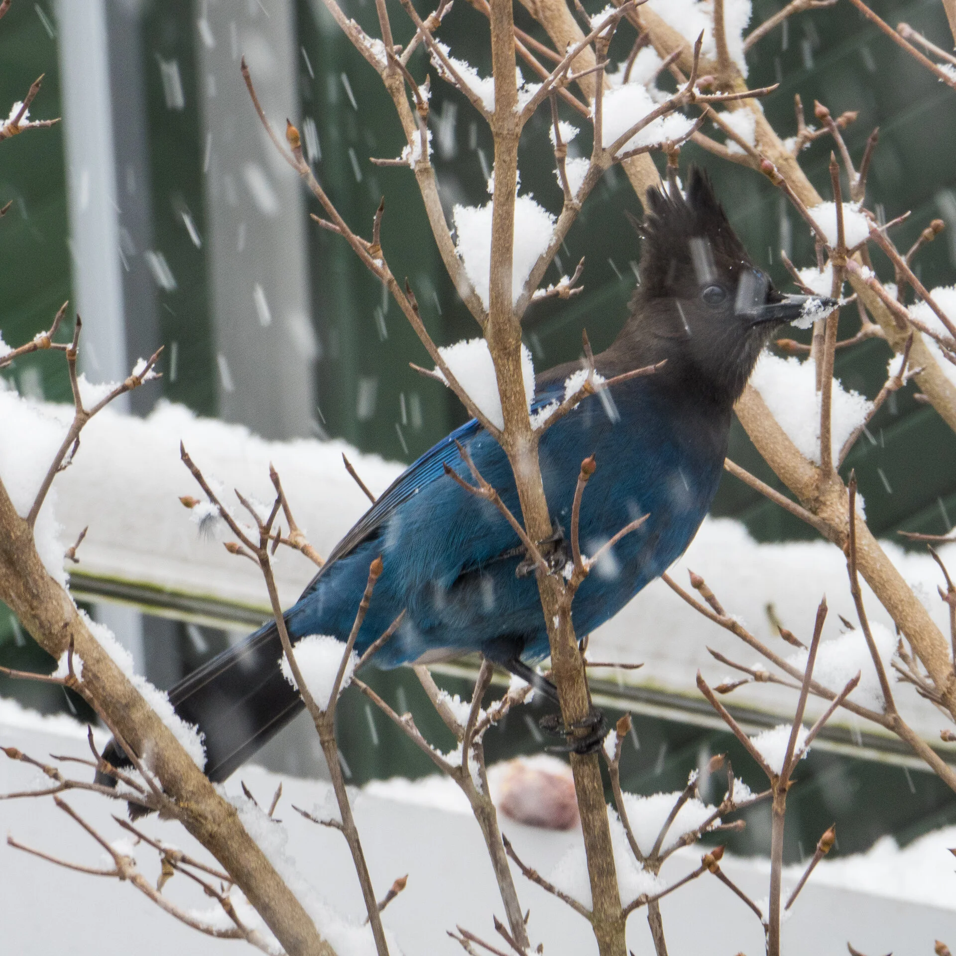  A Stellar Jay was raiding some local bird feeders. 