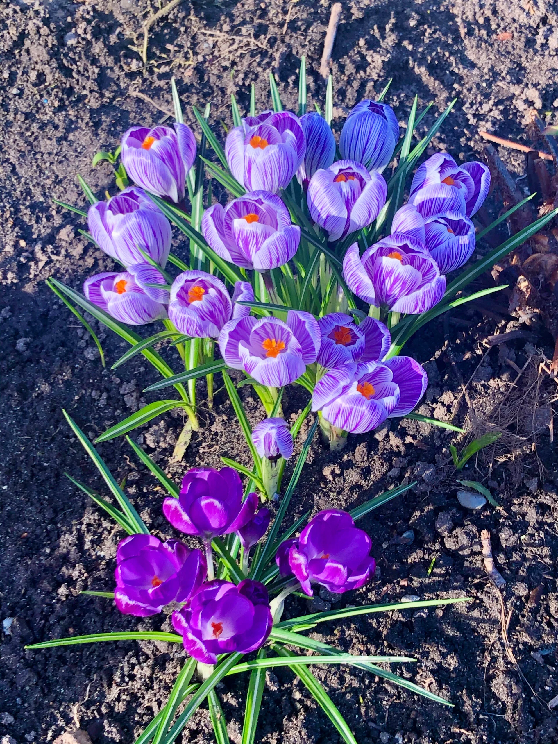  There have been a lot of crocuses coming out to bloom over the course of the last couple of weeks.  