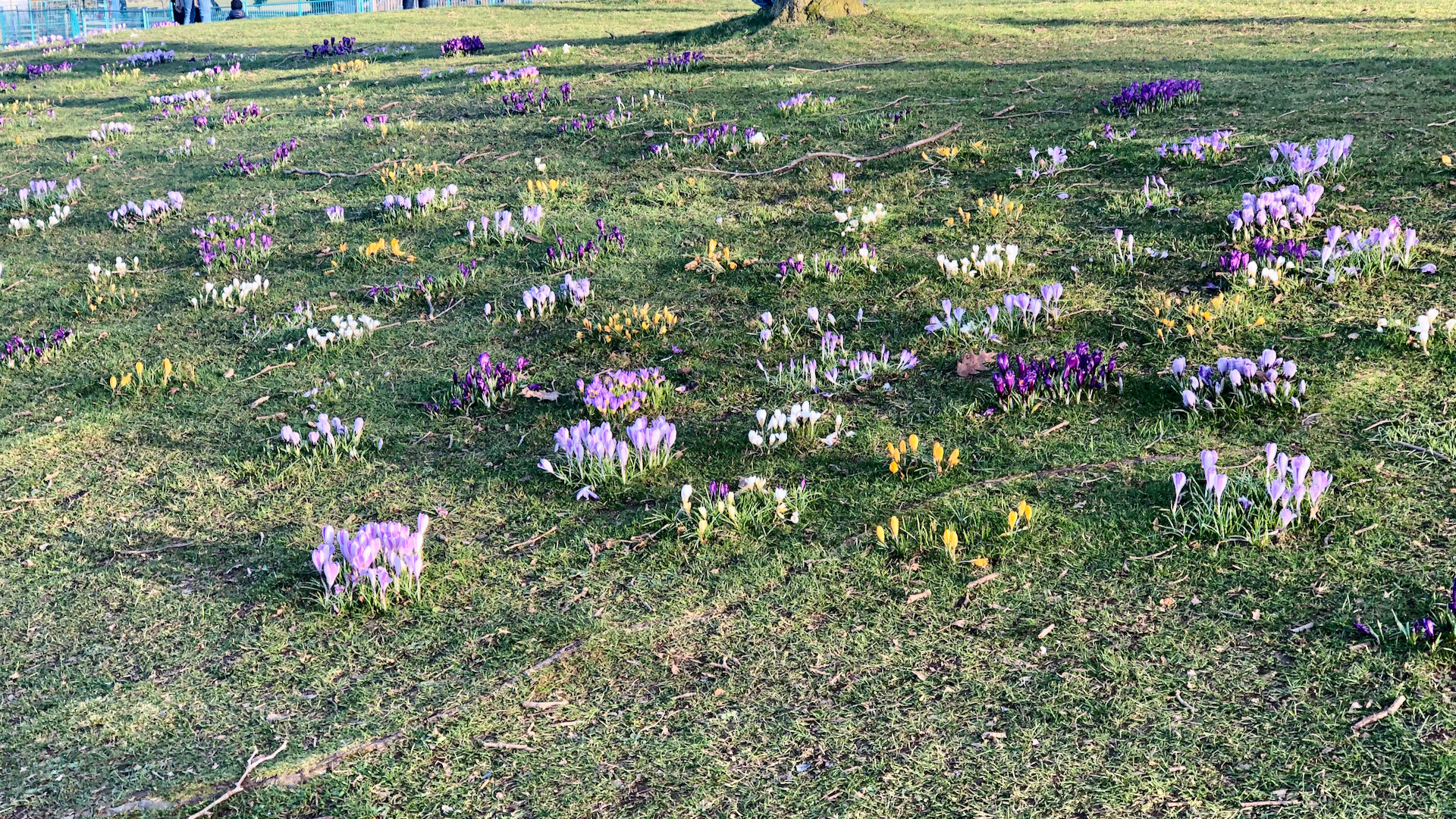  There’s a small hill along the seawall that every spring bursts with crocuses. It gets bigger every year, and is beautiful to see. 