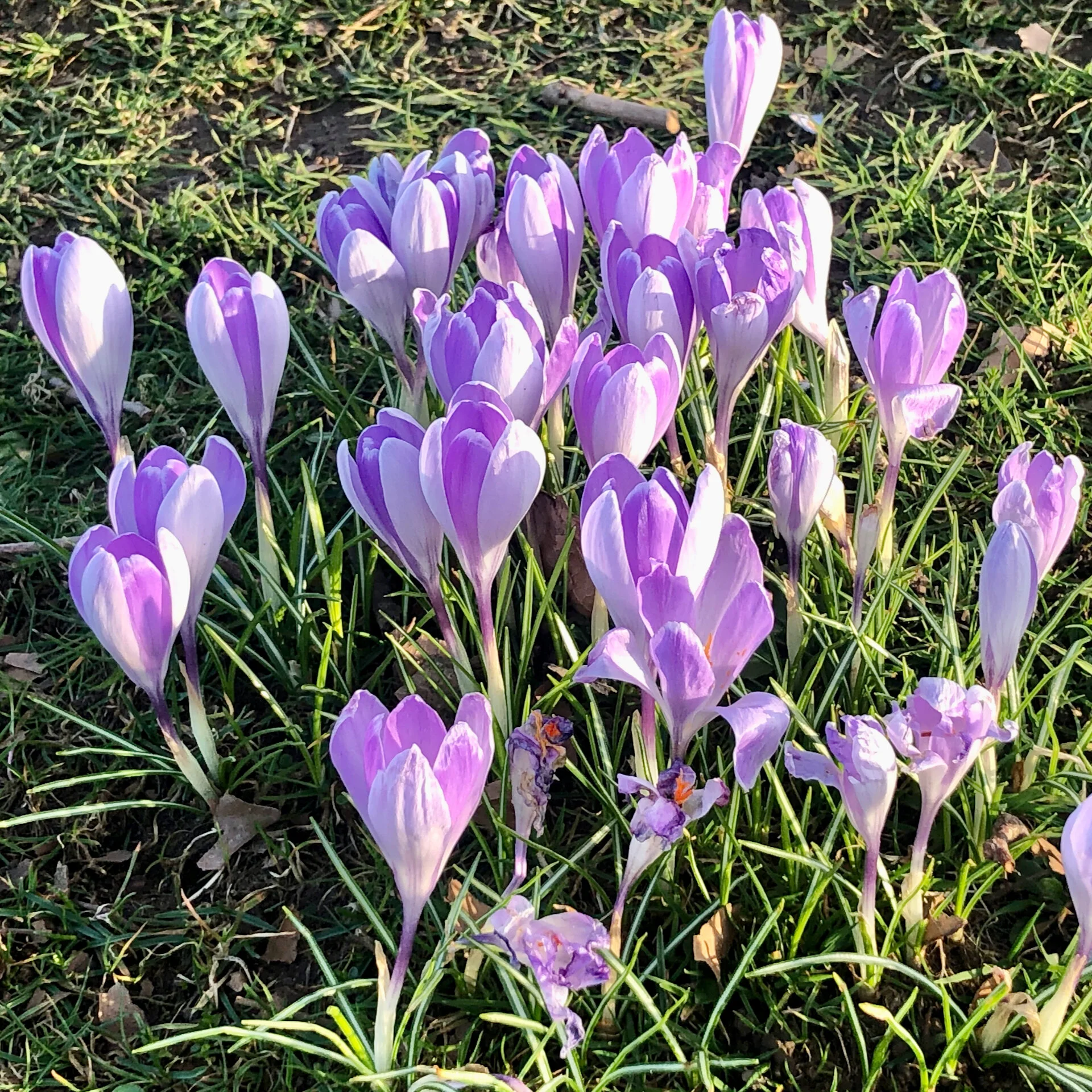  Close up on one bunch on the hill. 