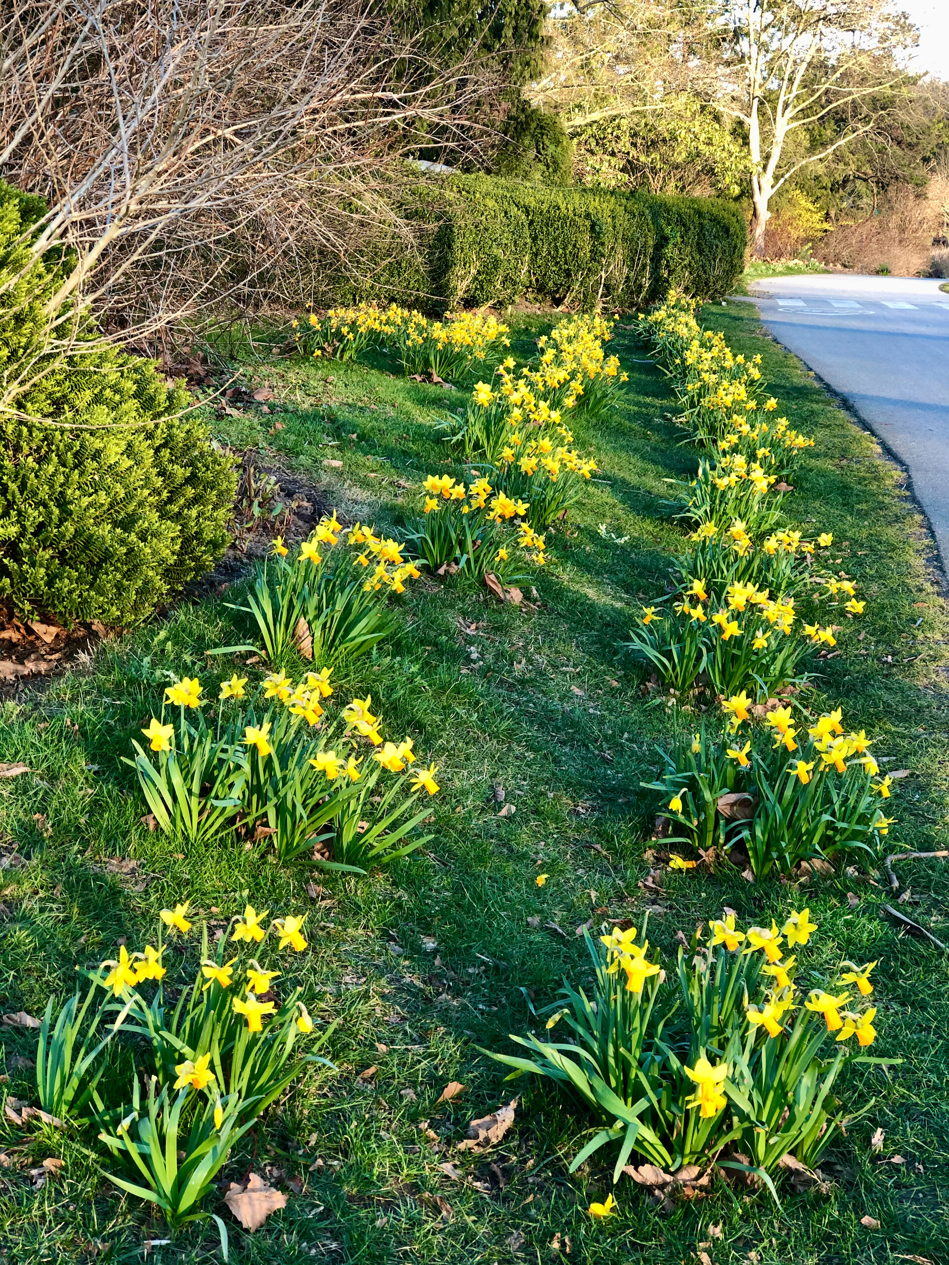  Even the daffodils were in full bloom along the seawall.  
