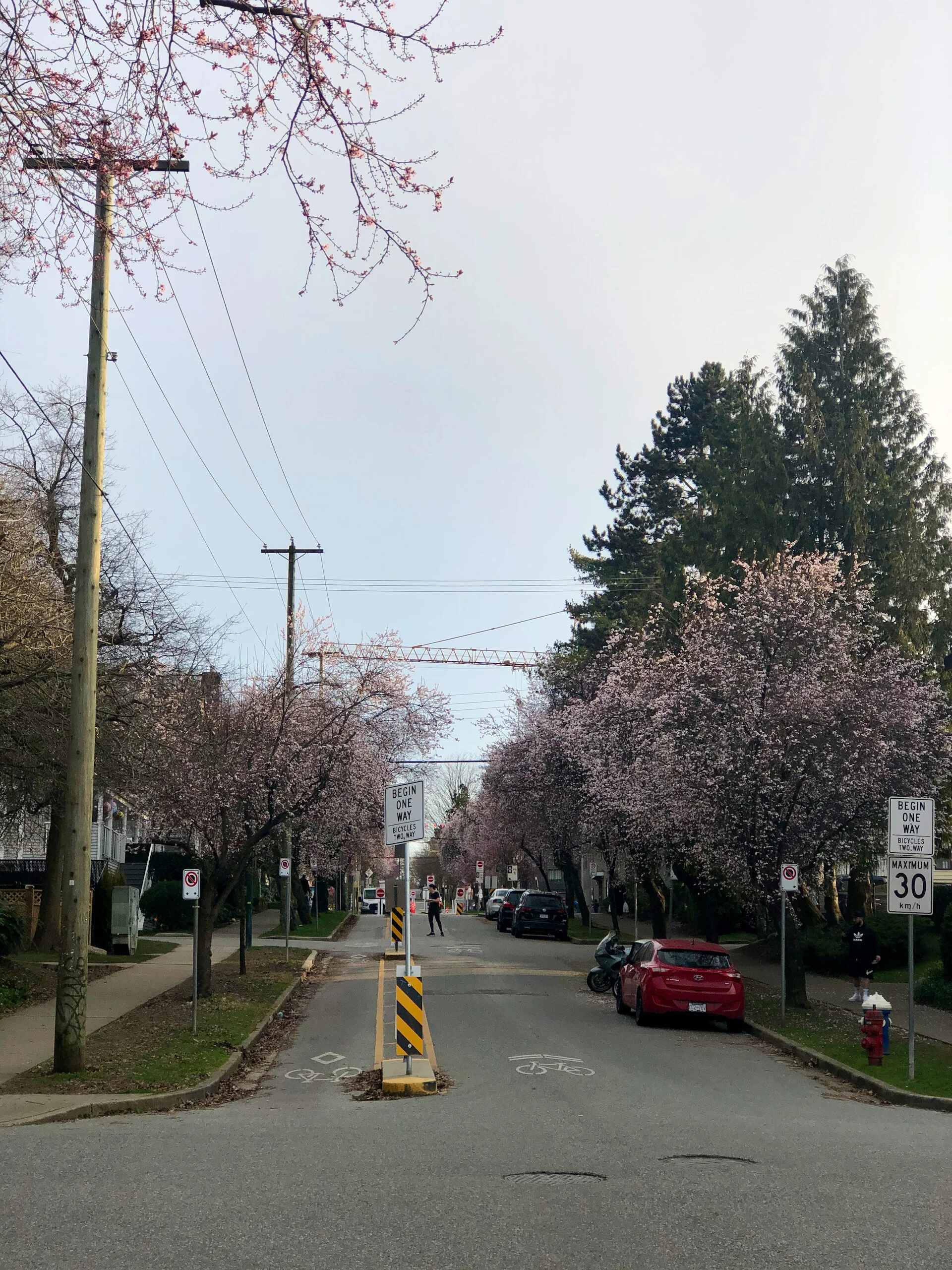  And we have the first cherry blossoms starting to show! 
