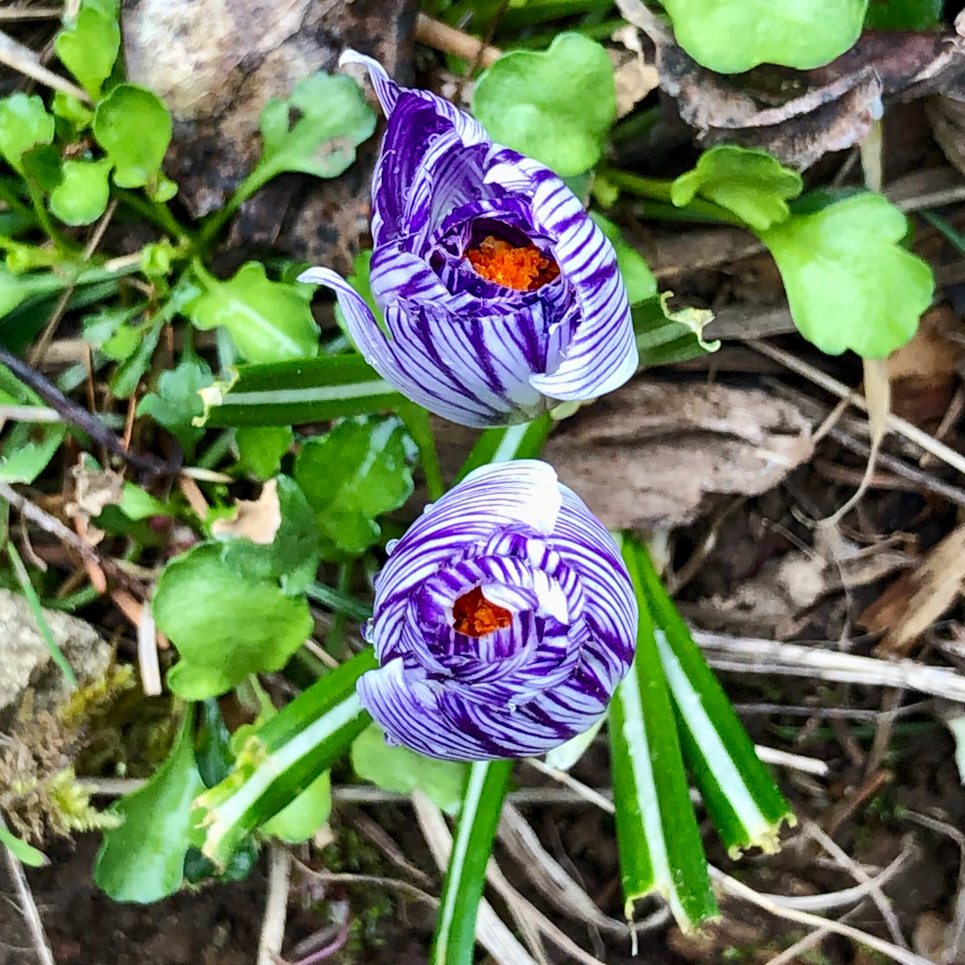 A couple of years back we planted some crocus bulbs. We missed them completely with the start of COVID last year, but are very pleased to see them this year. I love the colours in these. 