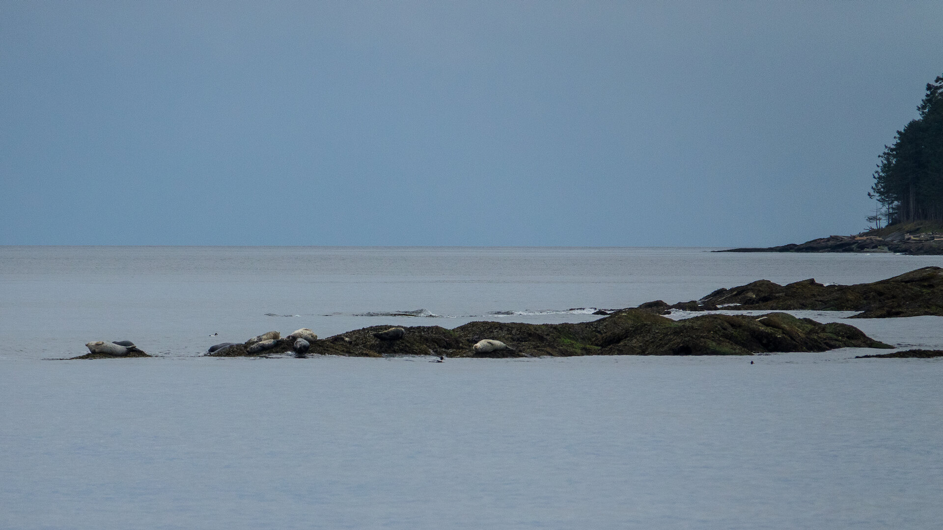  Seals sleeping on the rocks. 