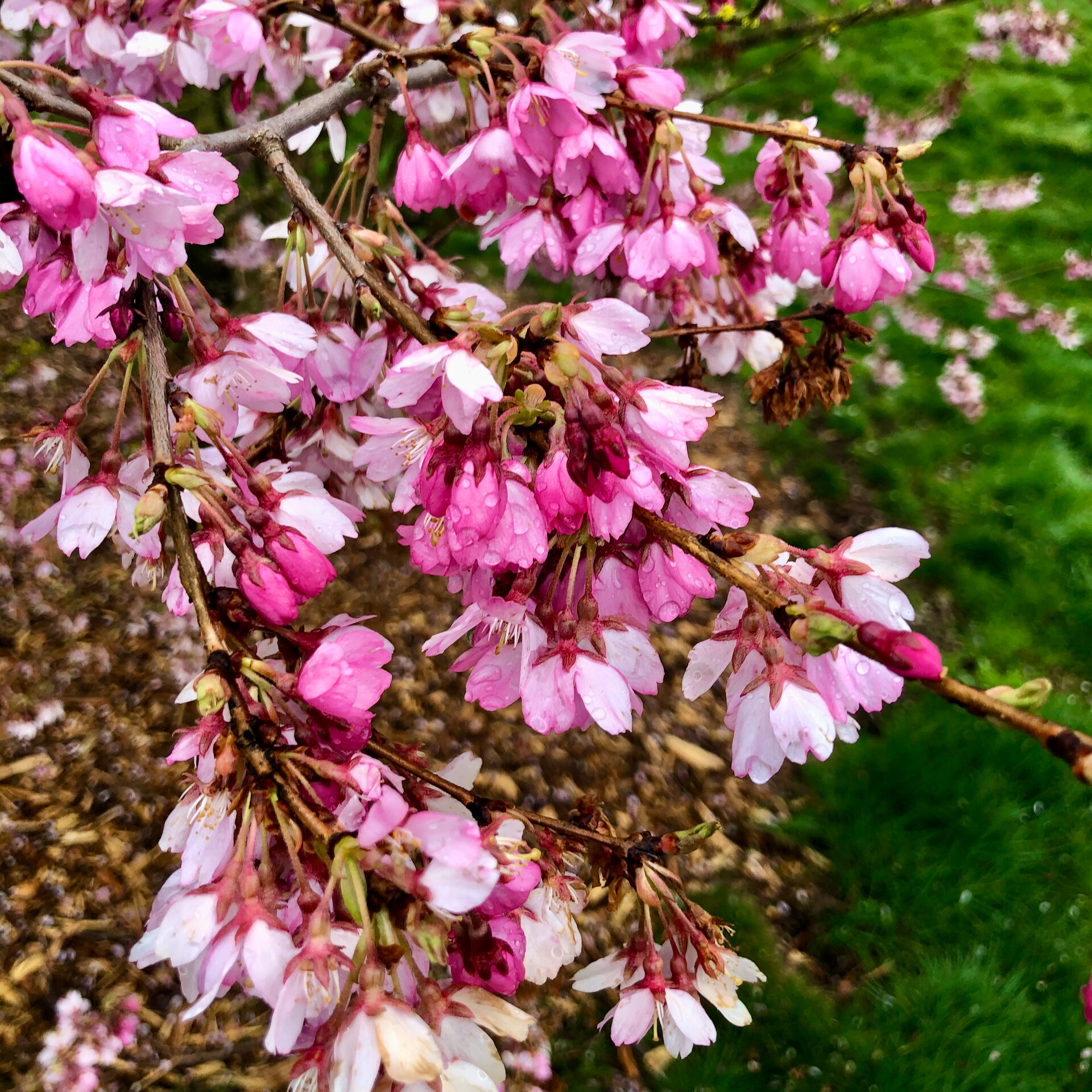 Cherry blossoms up close. 