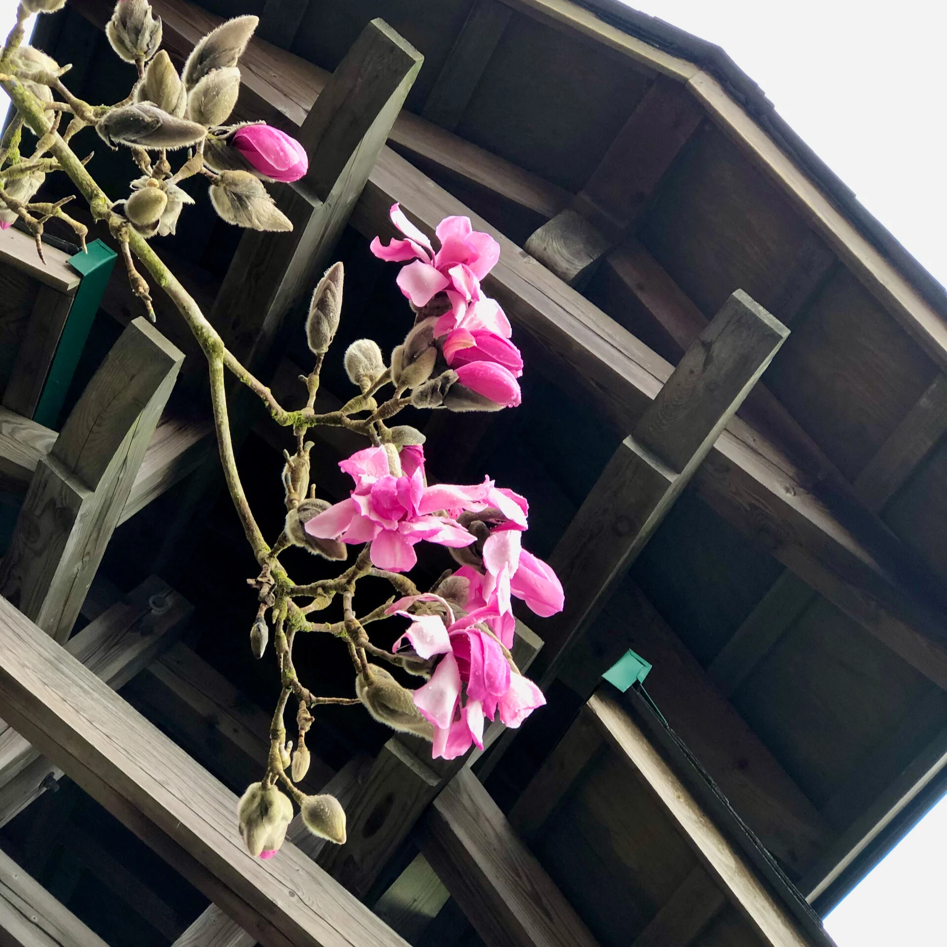  Magnolias under the pergola. 