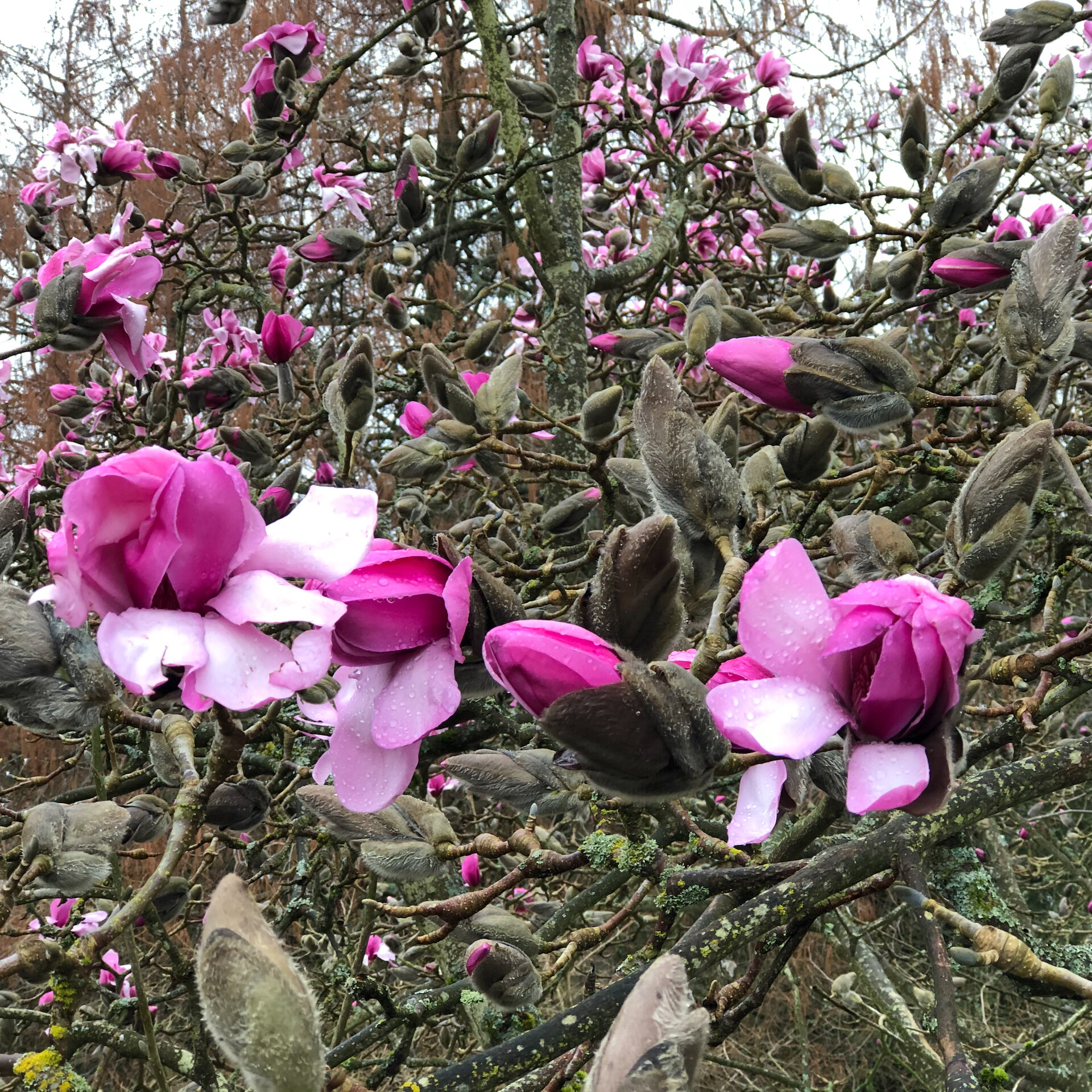  The magnolias are starting to come out. 
