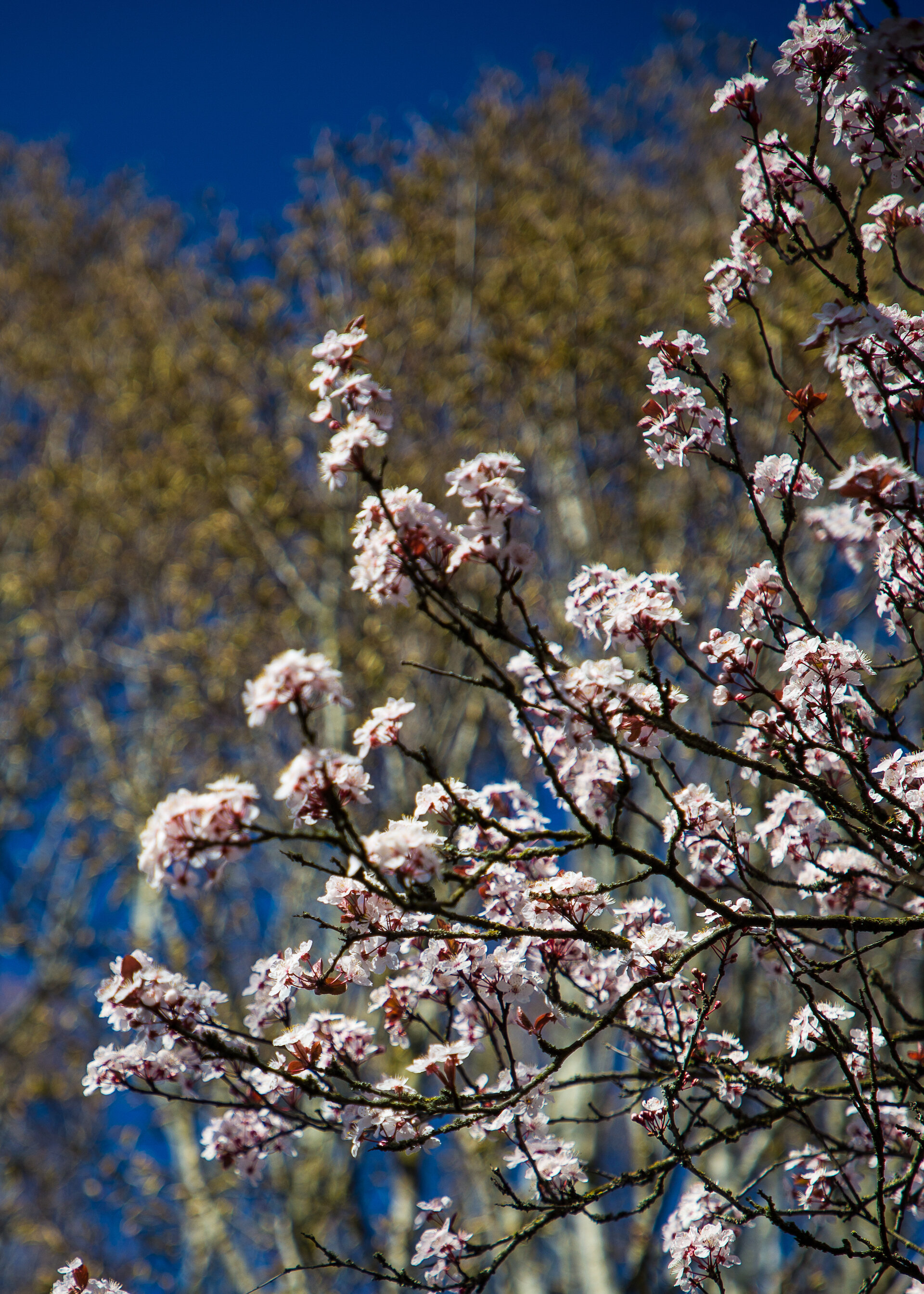 Blossoms - 9.jpeg