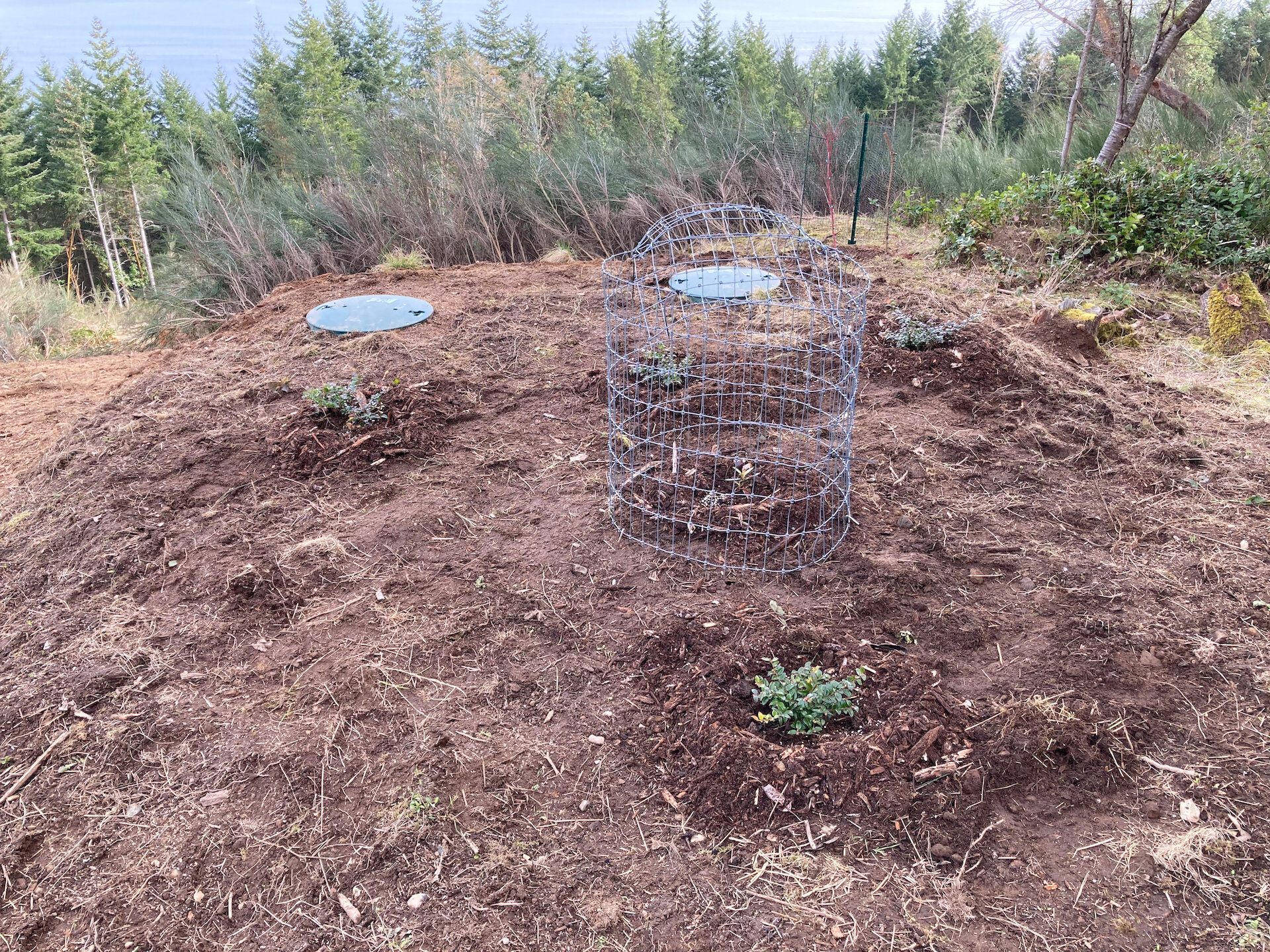  We planted the tiny arbutus (in the cage) surrounded by huckleberries. 