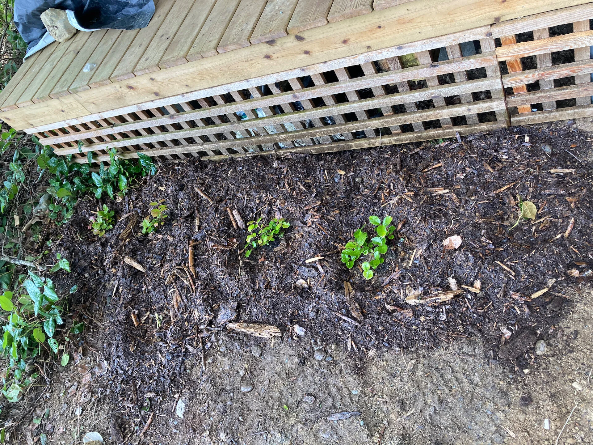  Some new salal to replace some that got dug up in the construction. 