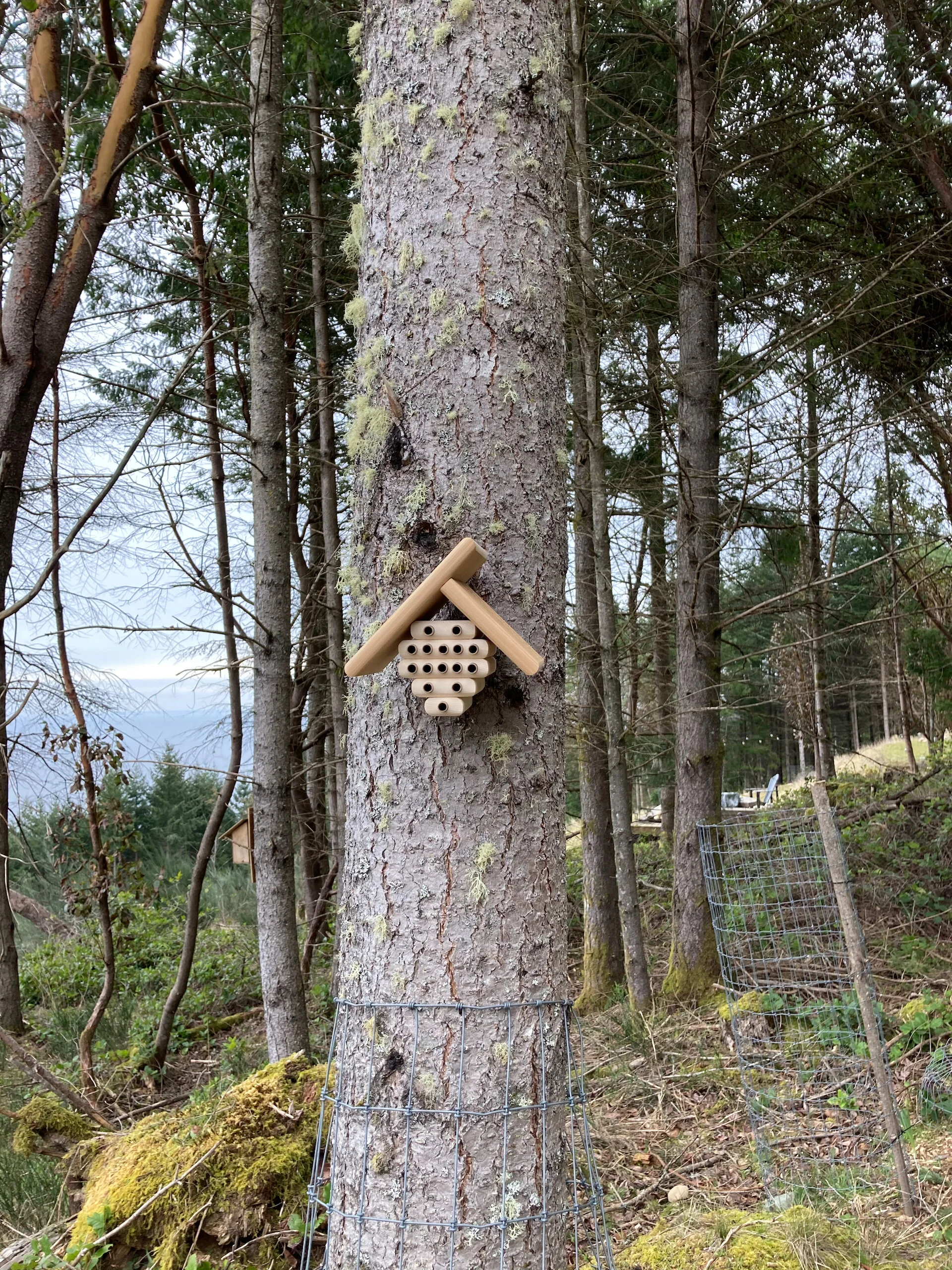  Encouraging bees to find a home. 