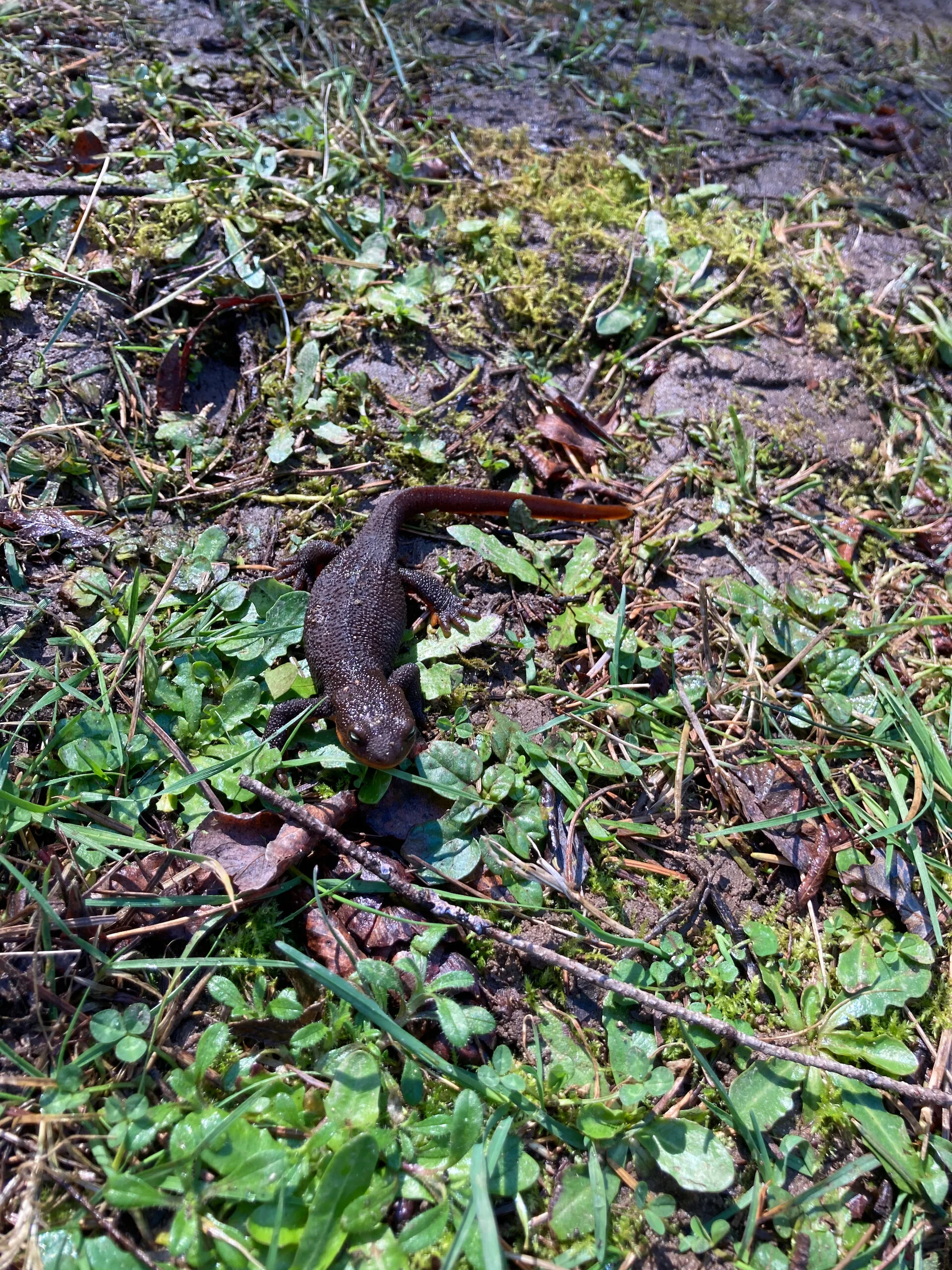  While we were looking for logs, Justine found this little guy in the grass alongside the road. 