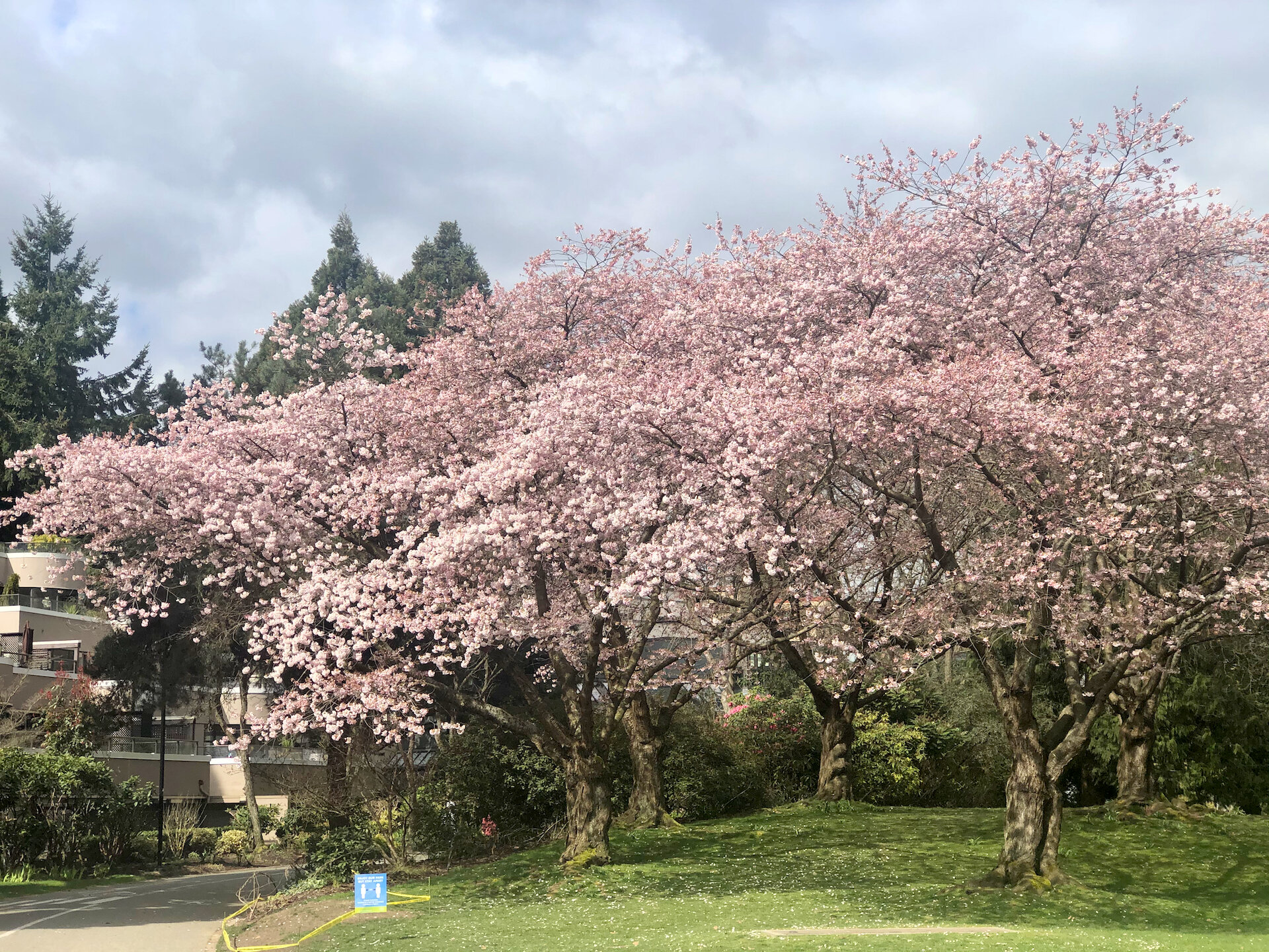 This is the perfect time for the cherry trees in Vancouver. They’re everywhere, and bloom for a good long time. 