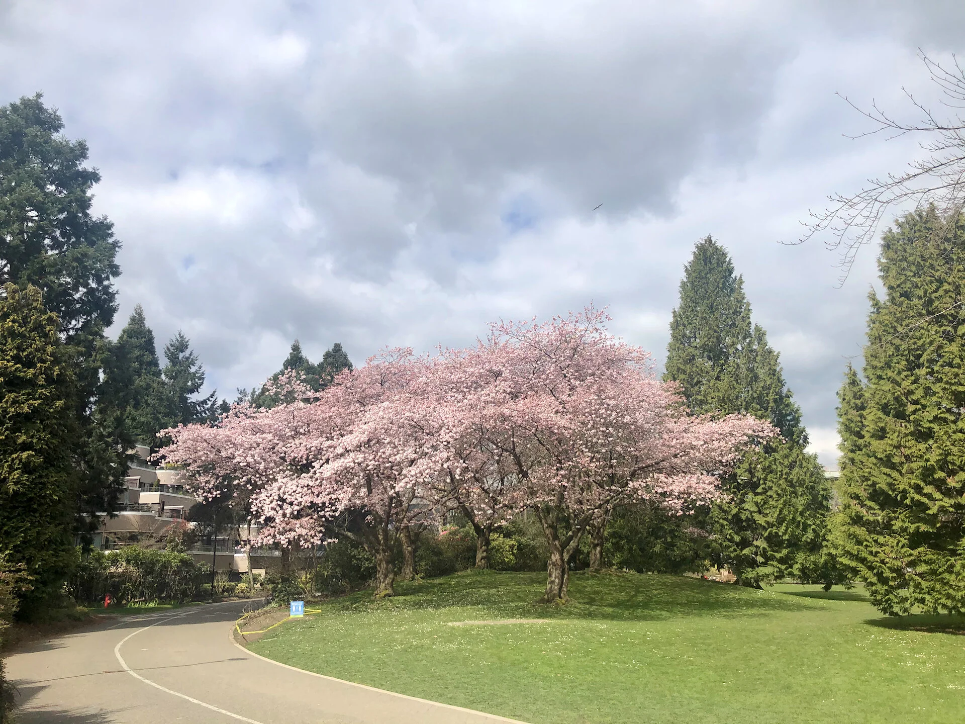  This year we’ve been lucky so far in that there has not been a lot of rain and wind, which strips the blossoms away. 