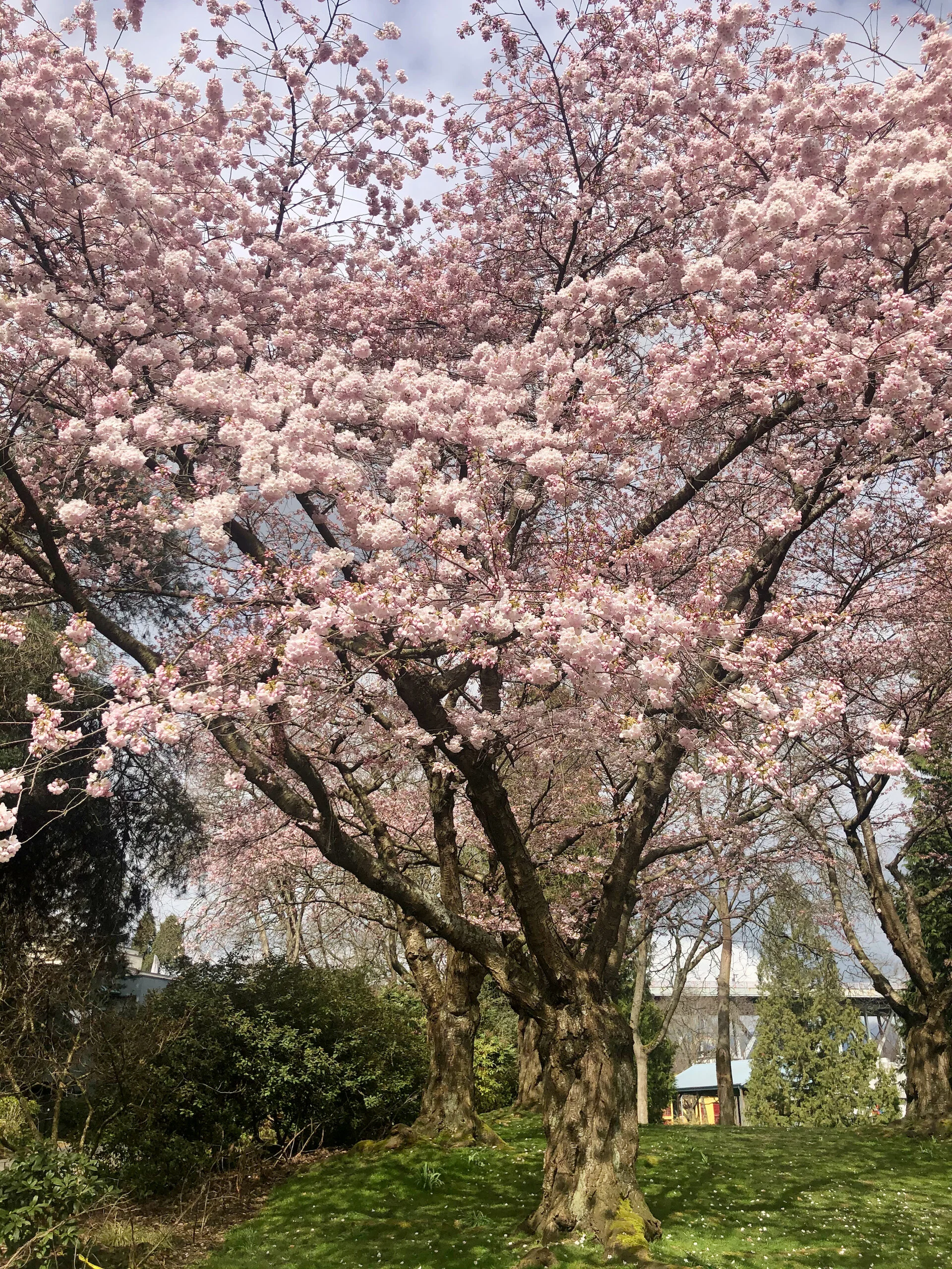 Birds and Blossoms - 3.jpeg