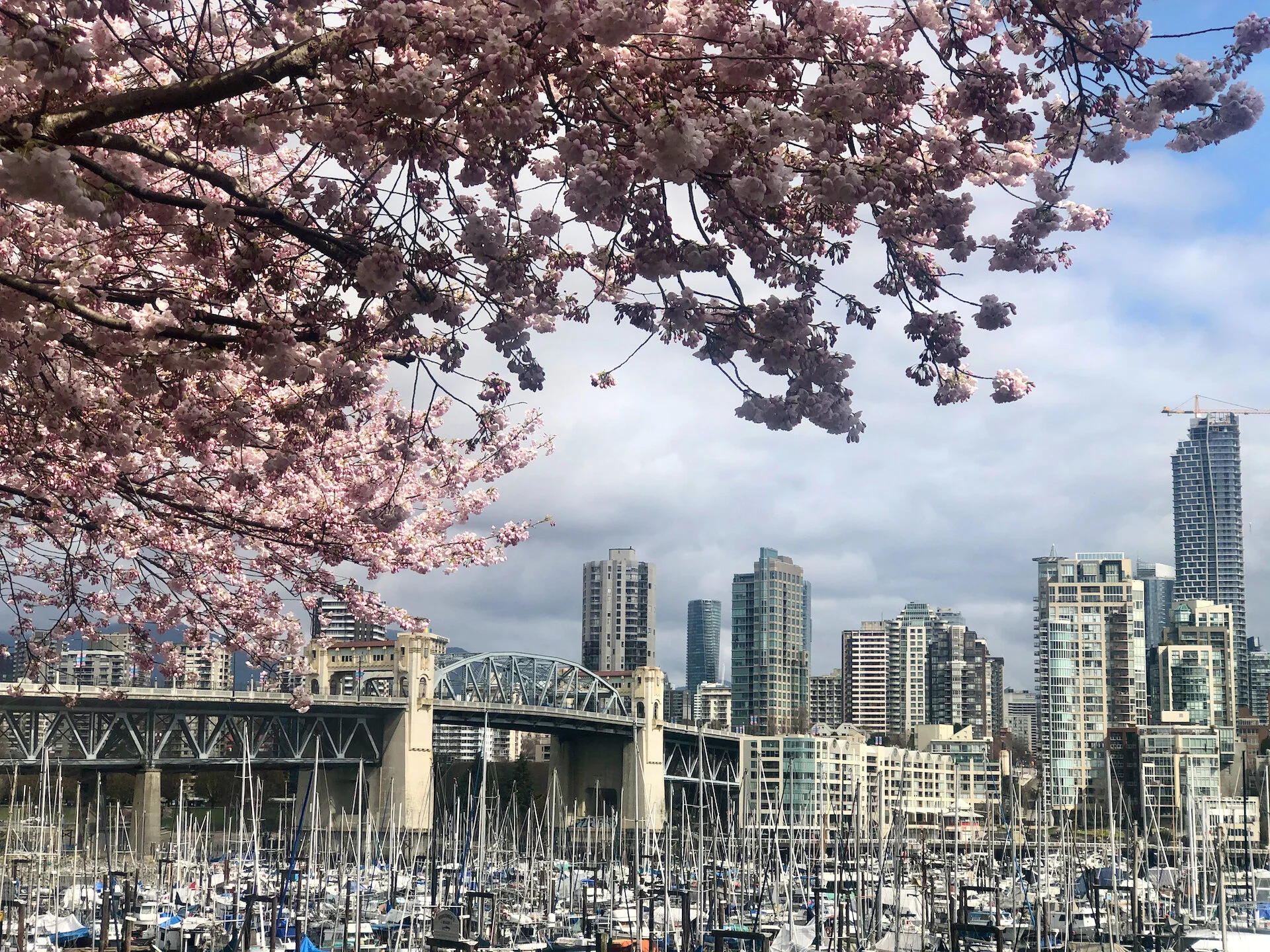  Blossoms and the Burrard Bridge. 