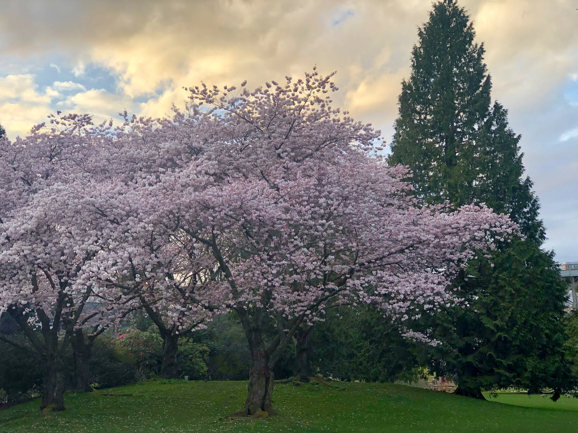  This tree near Granville Island is one of my favourites.  