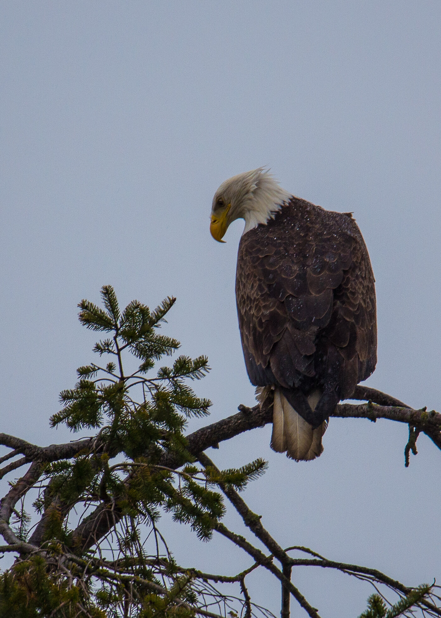  Bald eagle, looking for lunch. 
