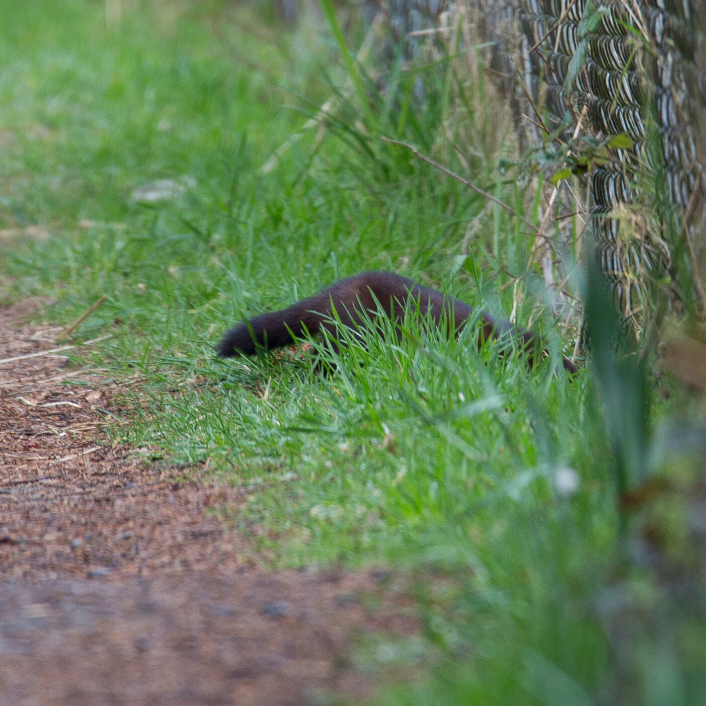  We were walking up the trail and caught a flash of a mink, darting down into the marsh. 