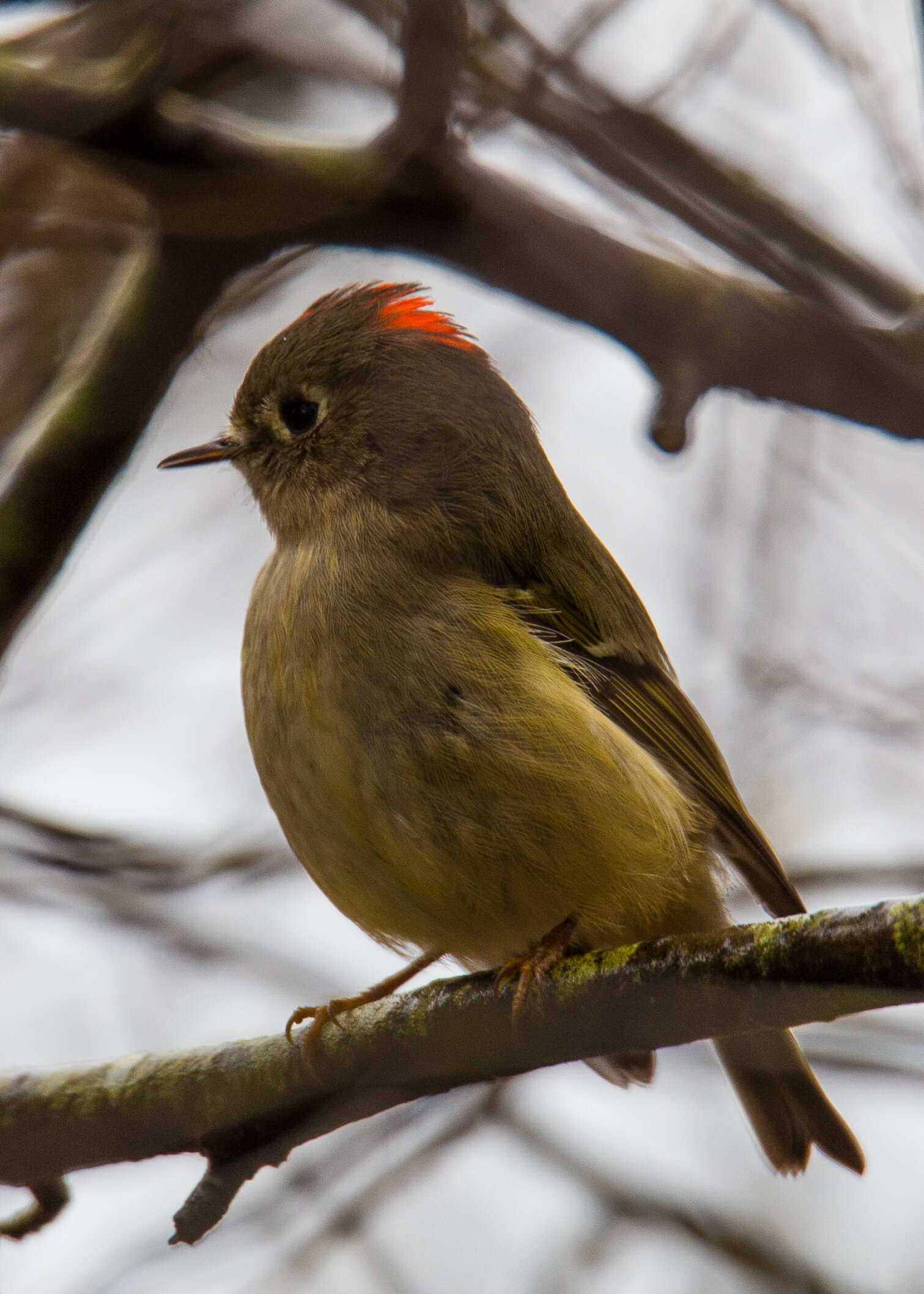  Ruby-crowned Kinglet - a new one for us! 