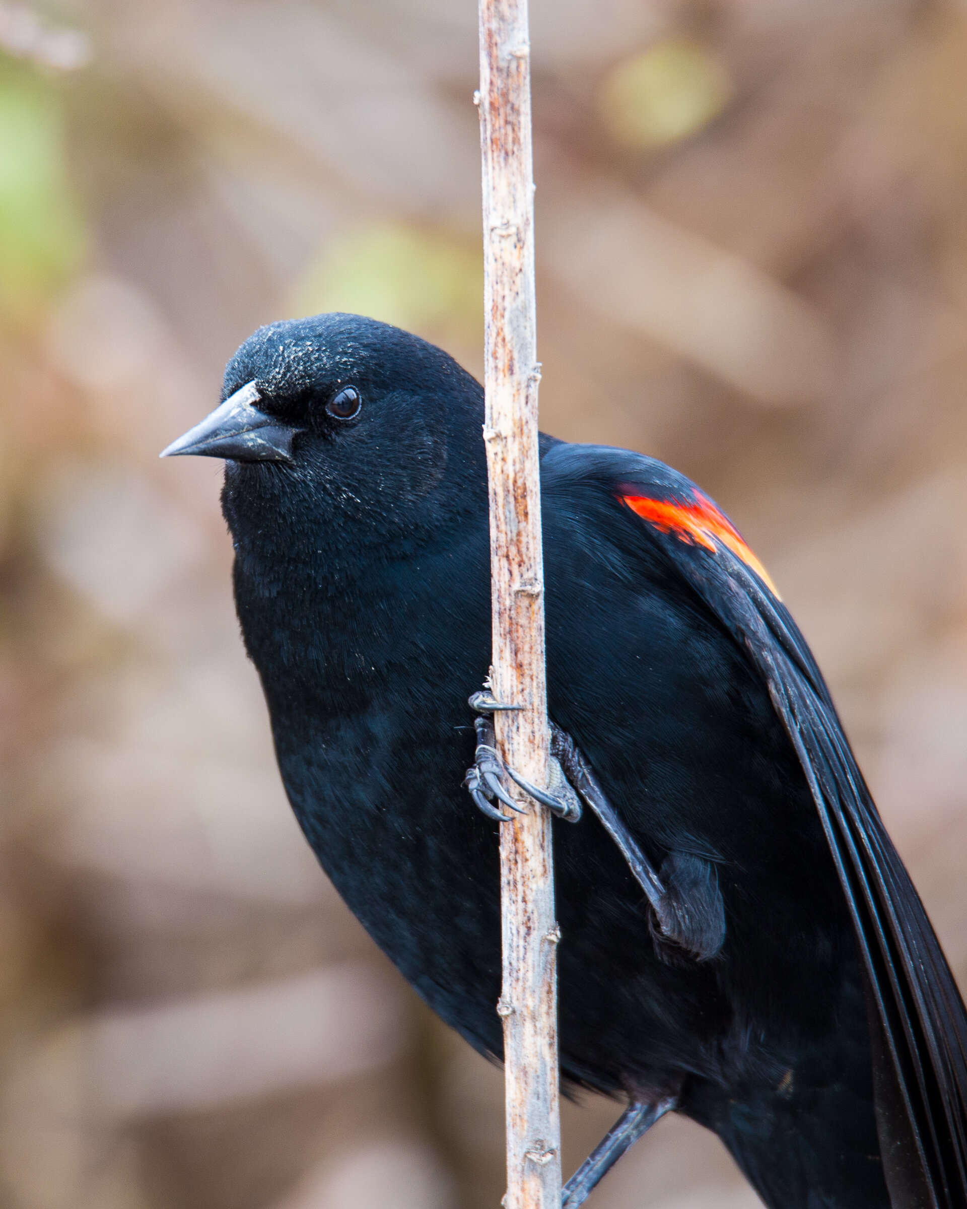  It’s always nice to see the red-winged blackbirds. 